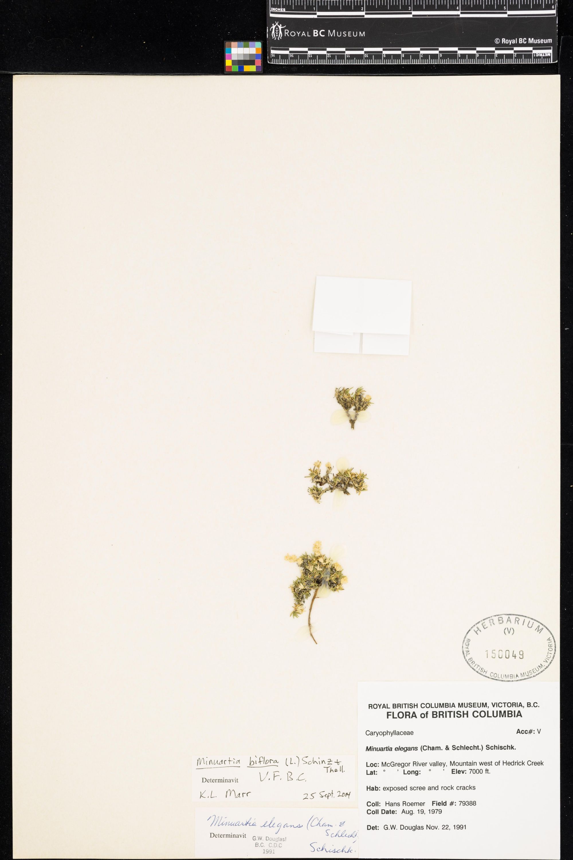 Image representing Minuartia biflora.