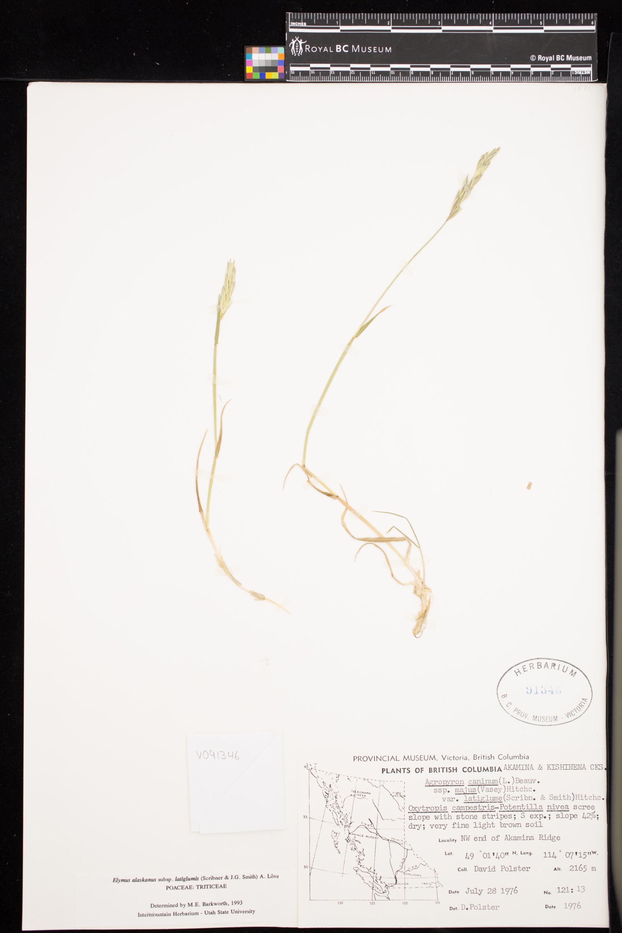 Image representing Elymus alaskanus ssp. latiglumis.