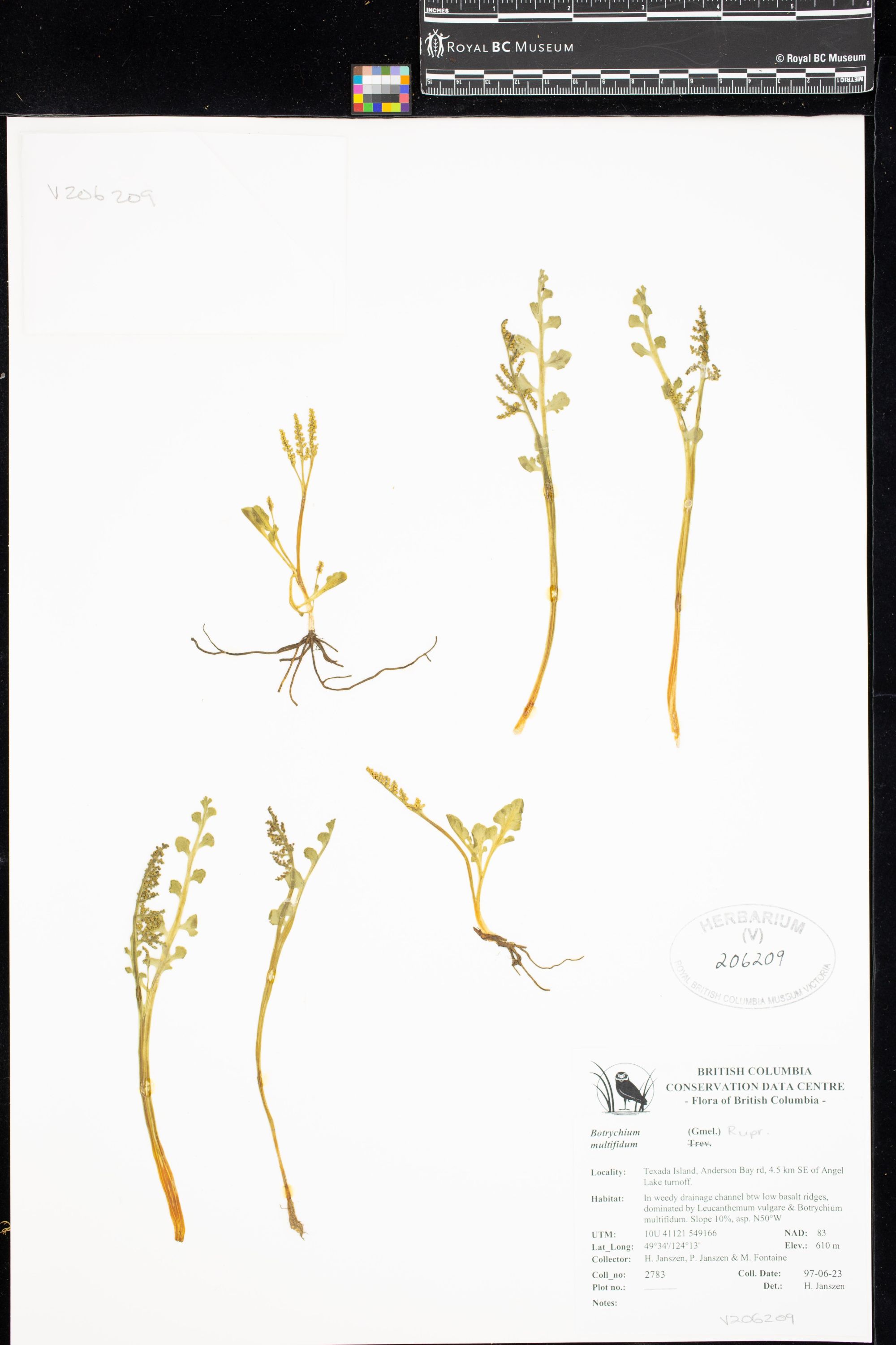 Image representing Botrychium multifidum.