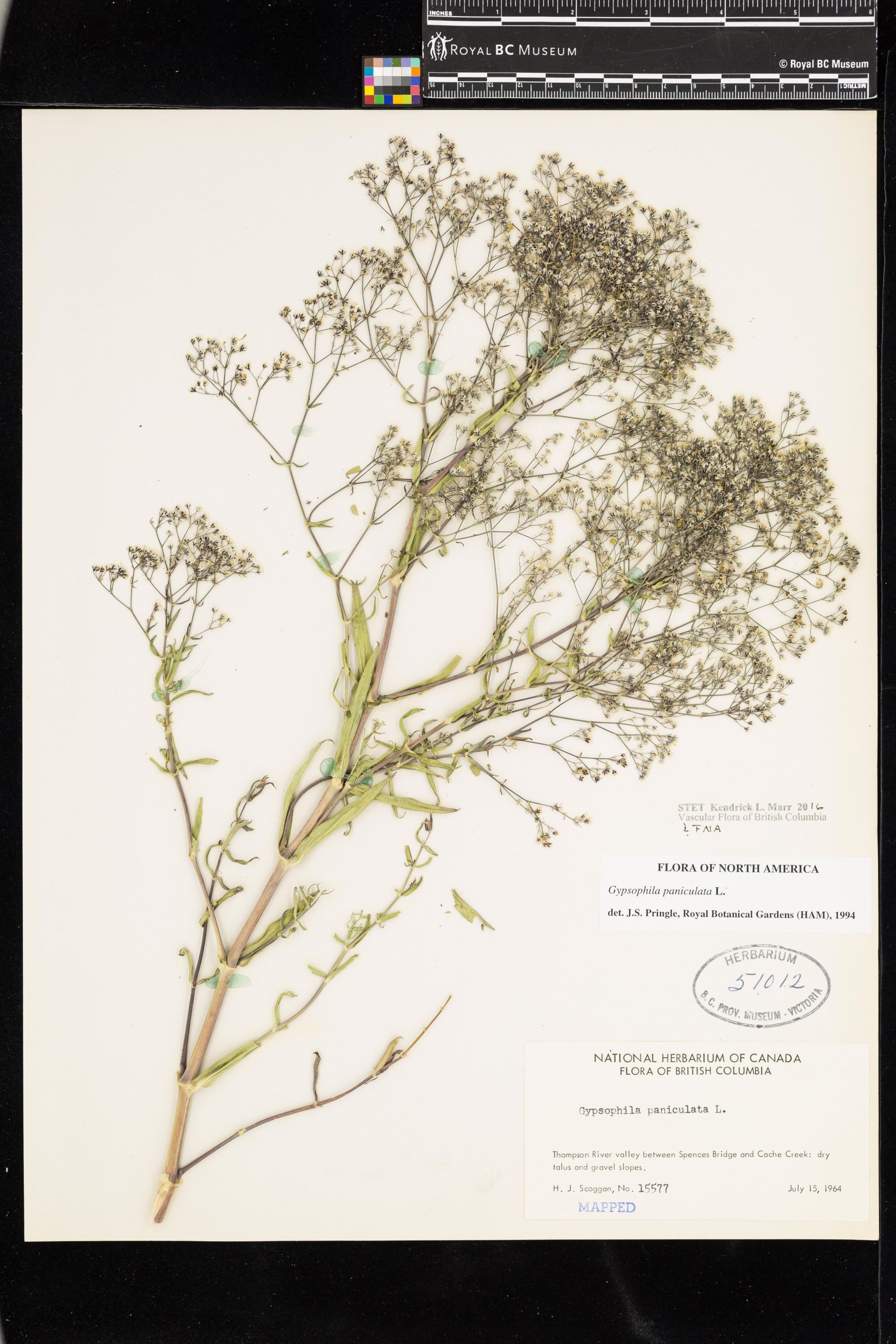 Image representing Gypsophila paniculata.