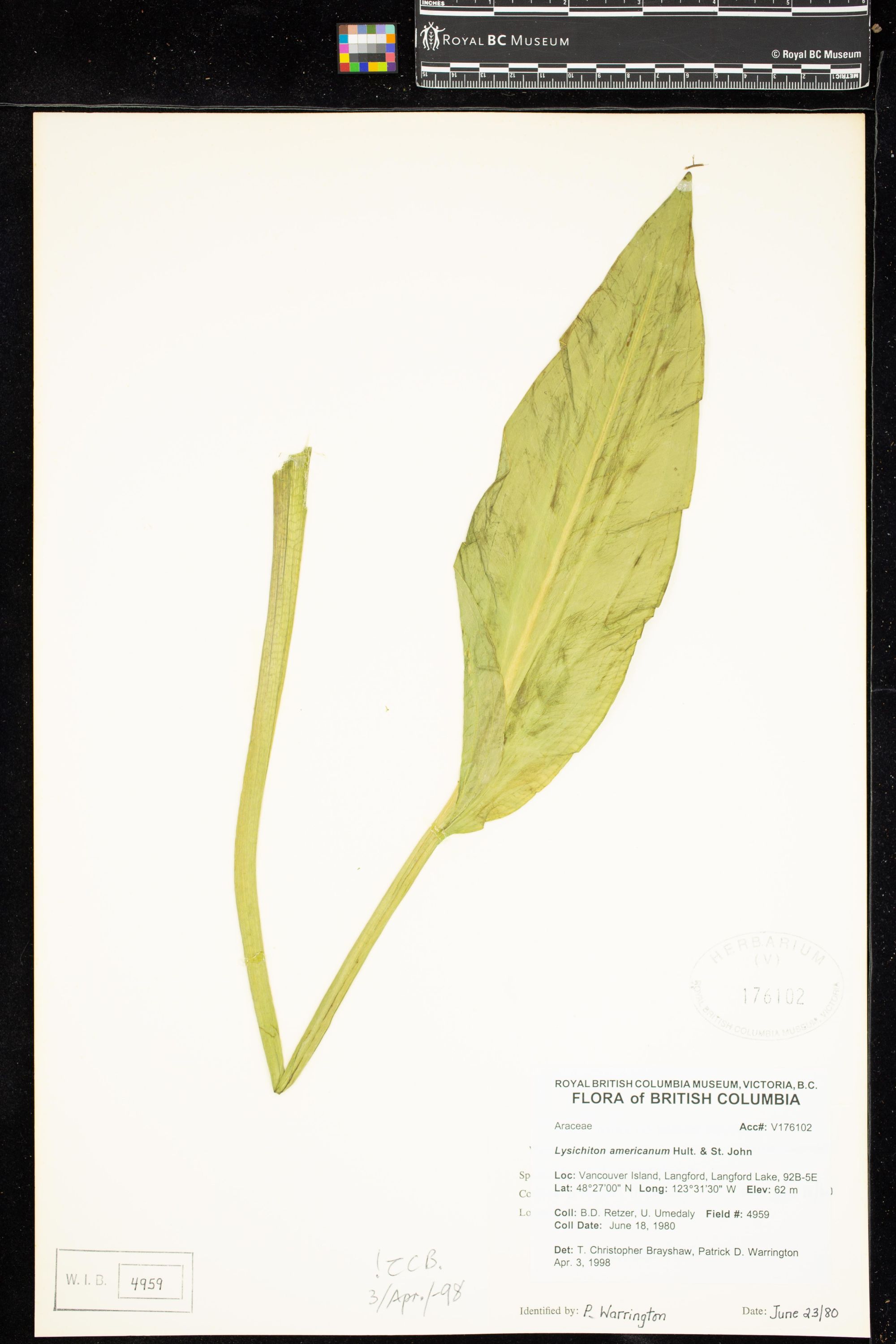 Image representing Lysichiton americanum.