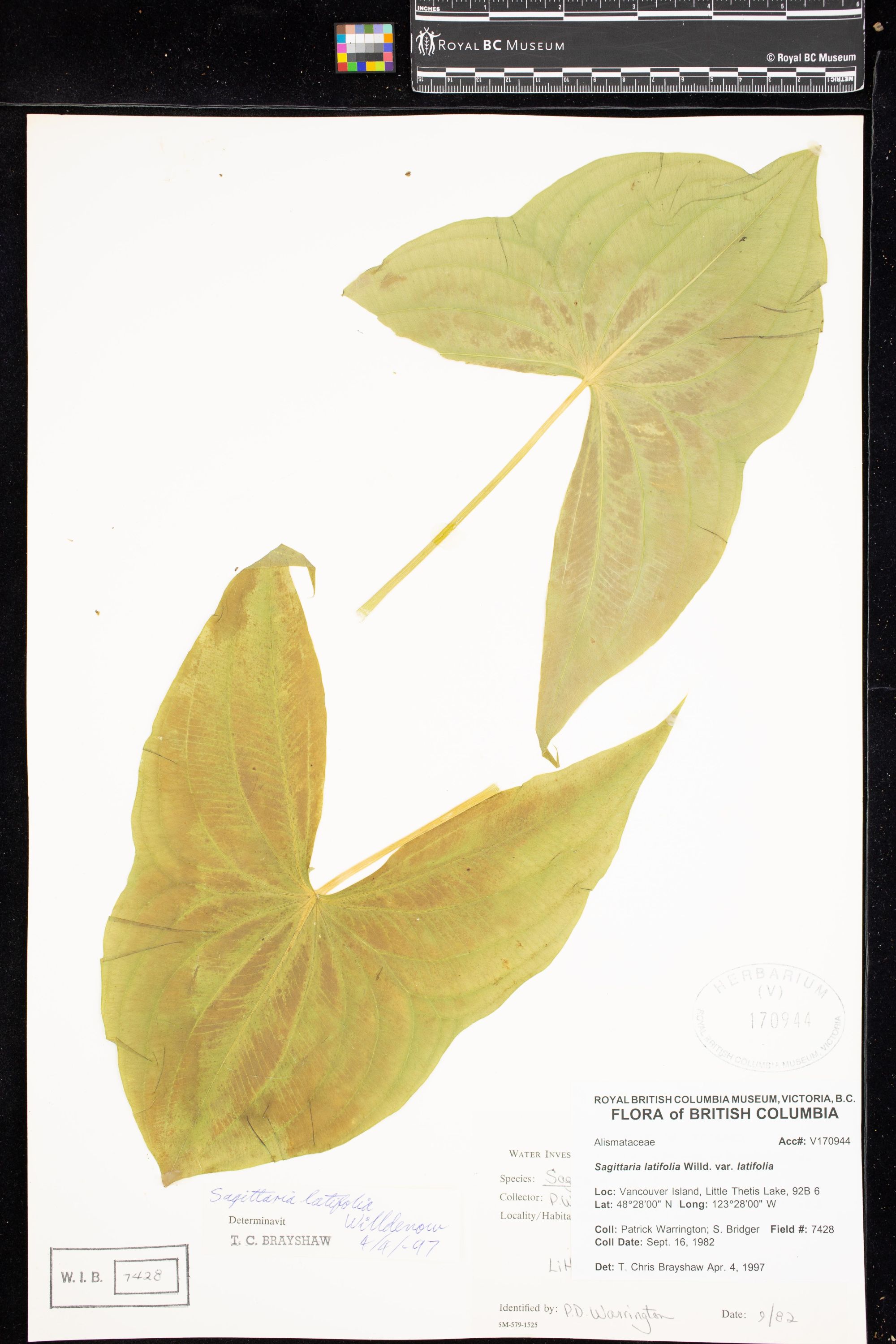 Image representing Sagittaria latifolia var. latifolia.