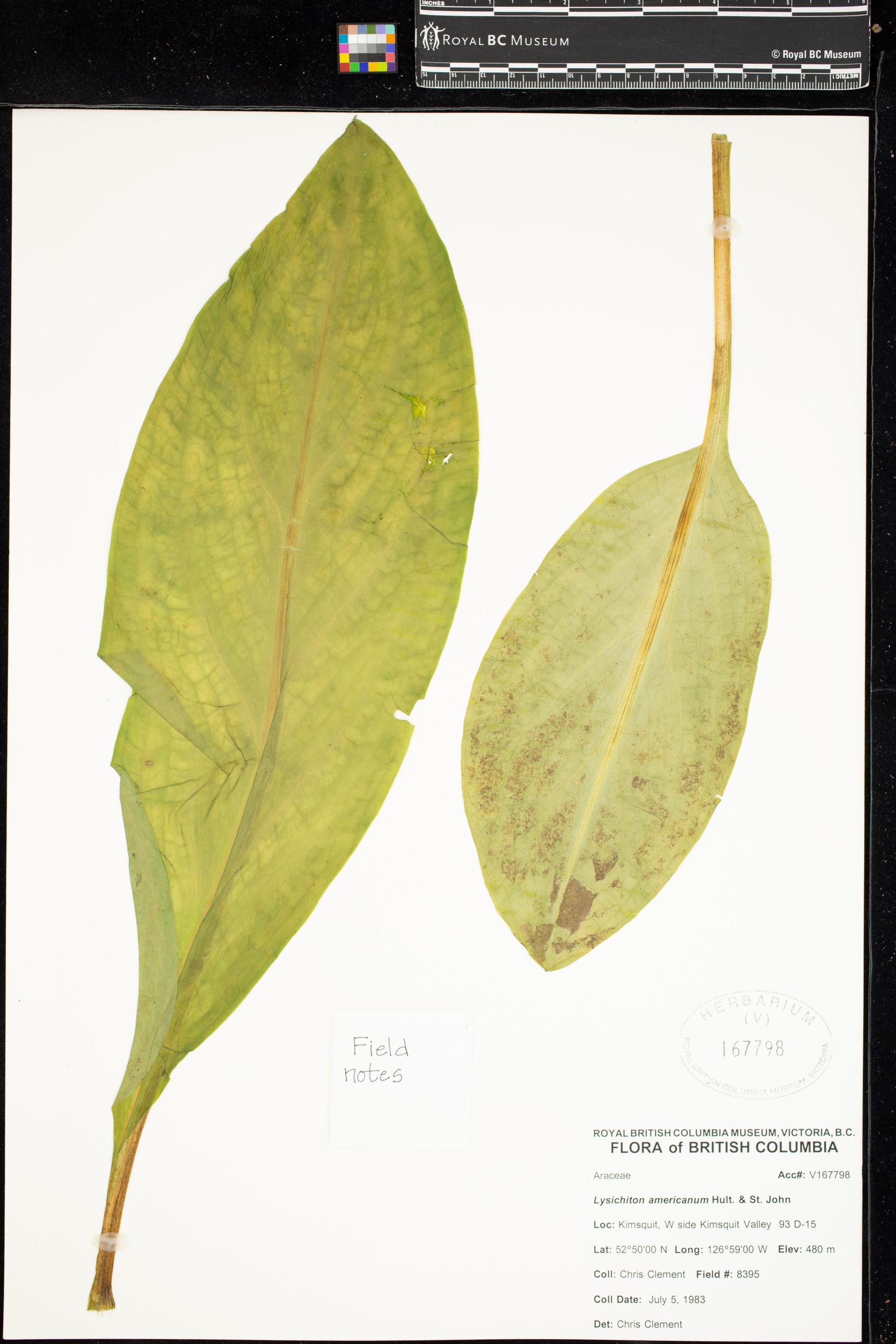 Image representing Lysichiton americanum.