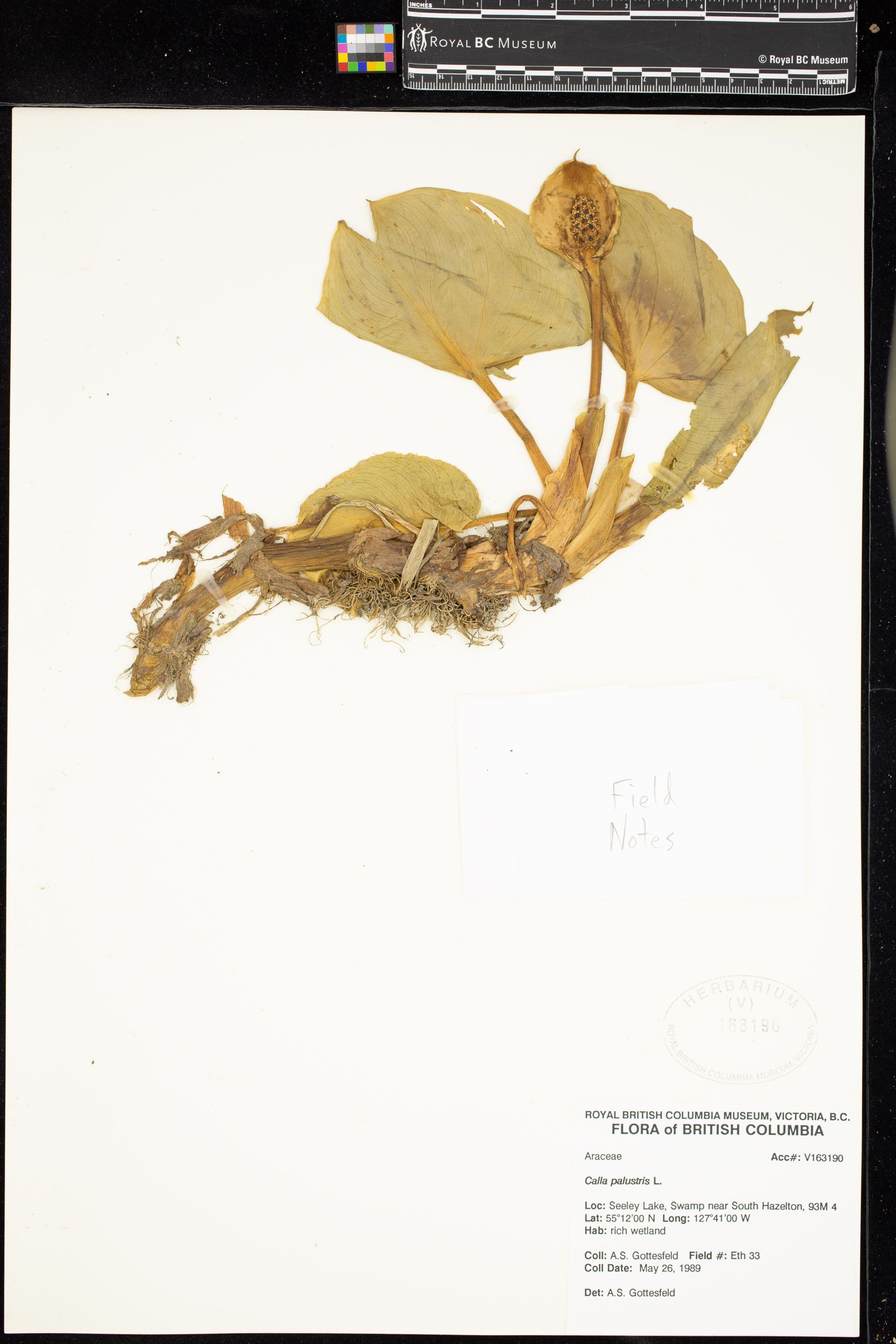 Image representing Calla palustris.