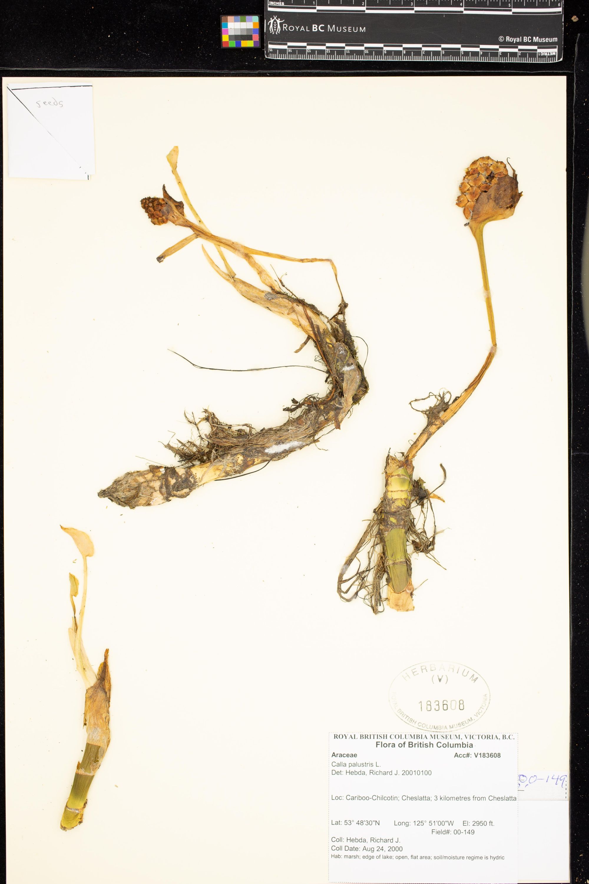 Image representing Calla palustris.