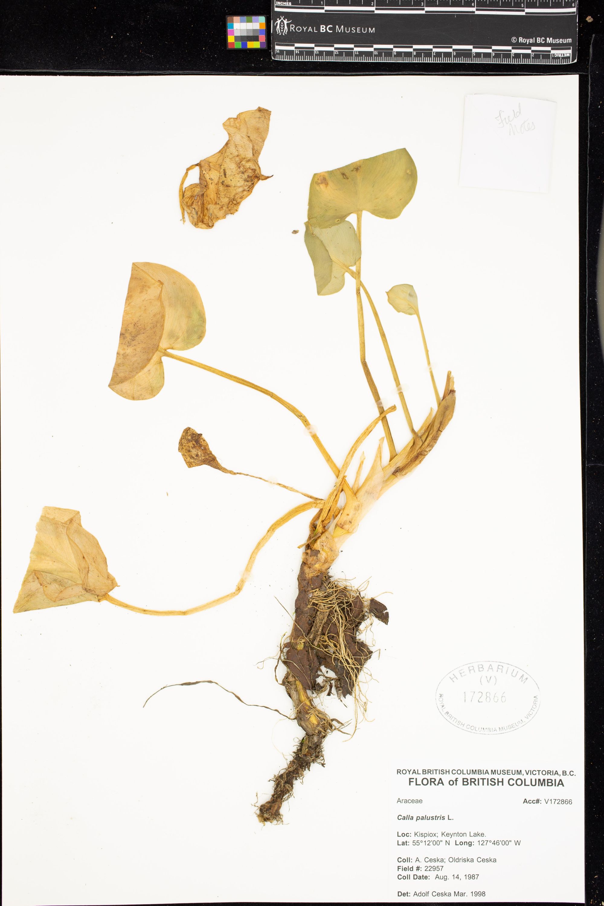 Image representing Calla palustris.