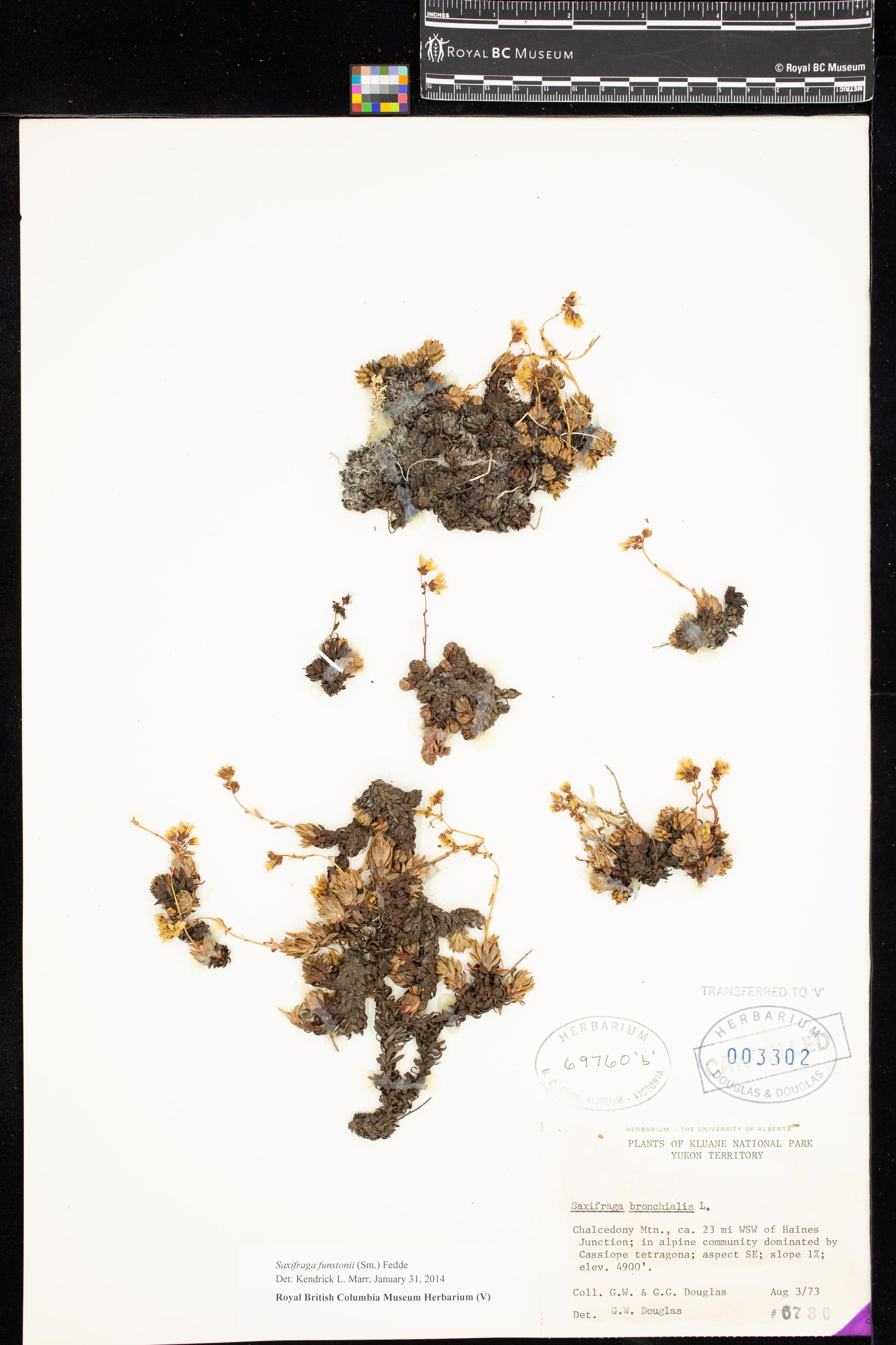 Image representing Saxifraga funstonii.