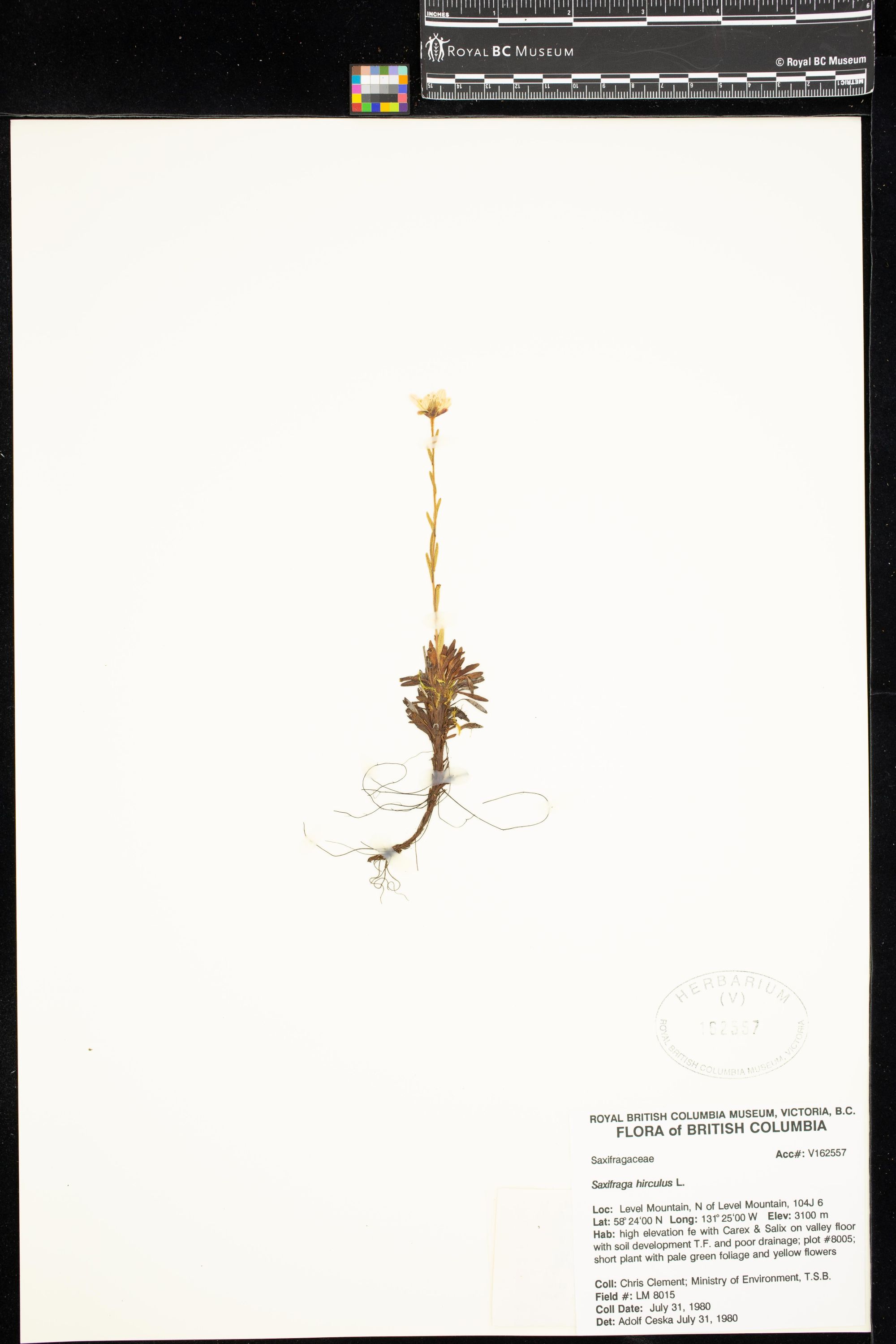 Image representing Saxifraga hirculus.