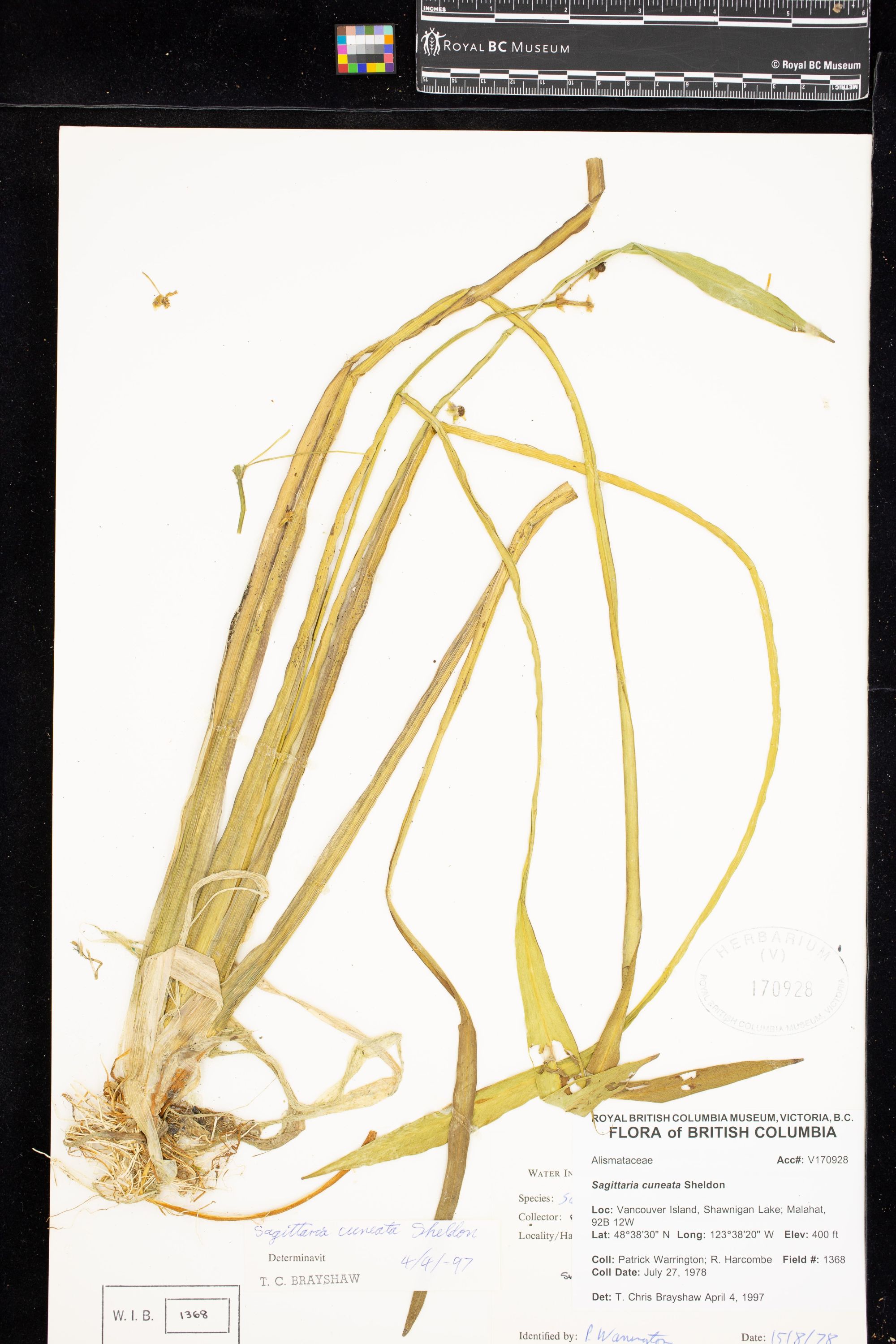 Image representing Sagittaria cuneata.