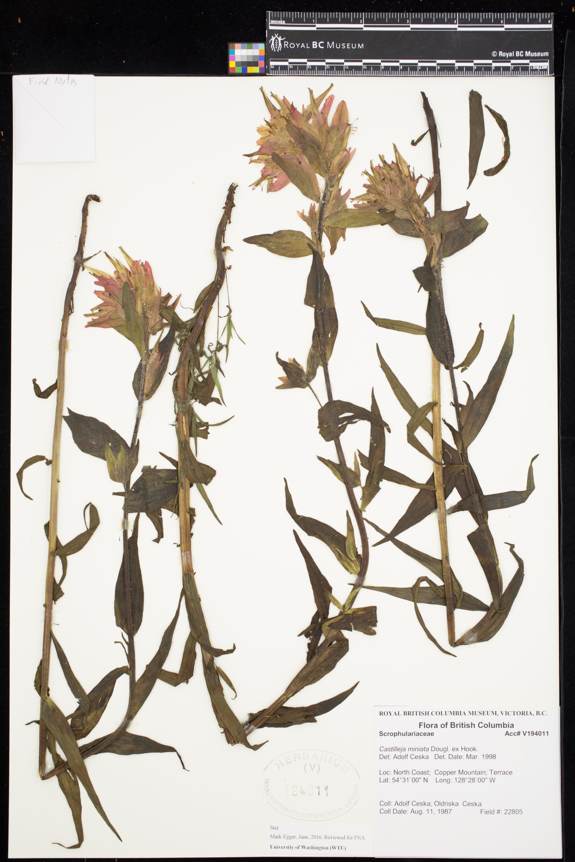 Image representing Castilleja miniata.
