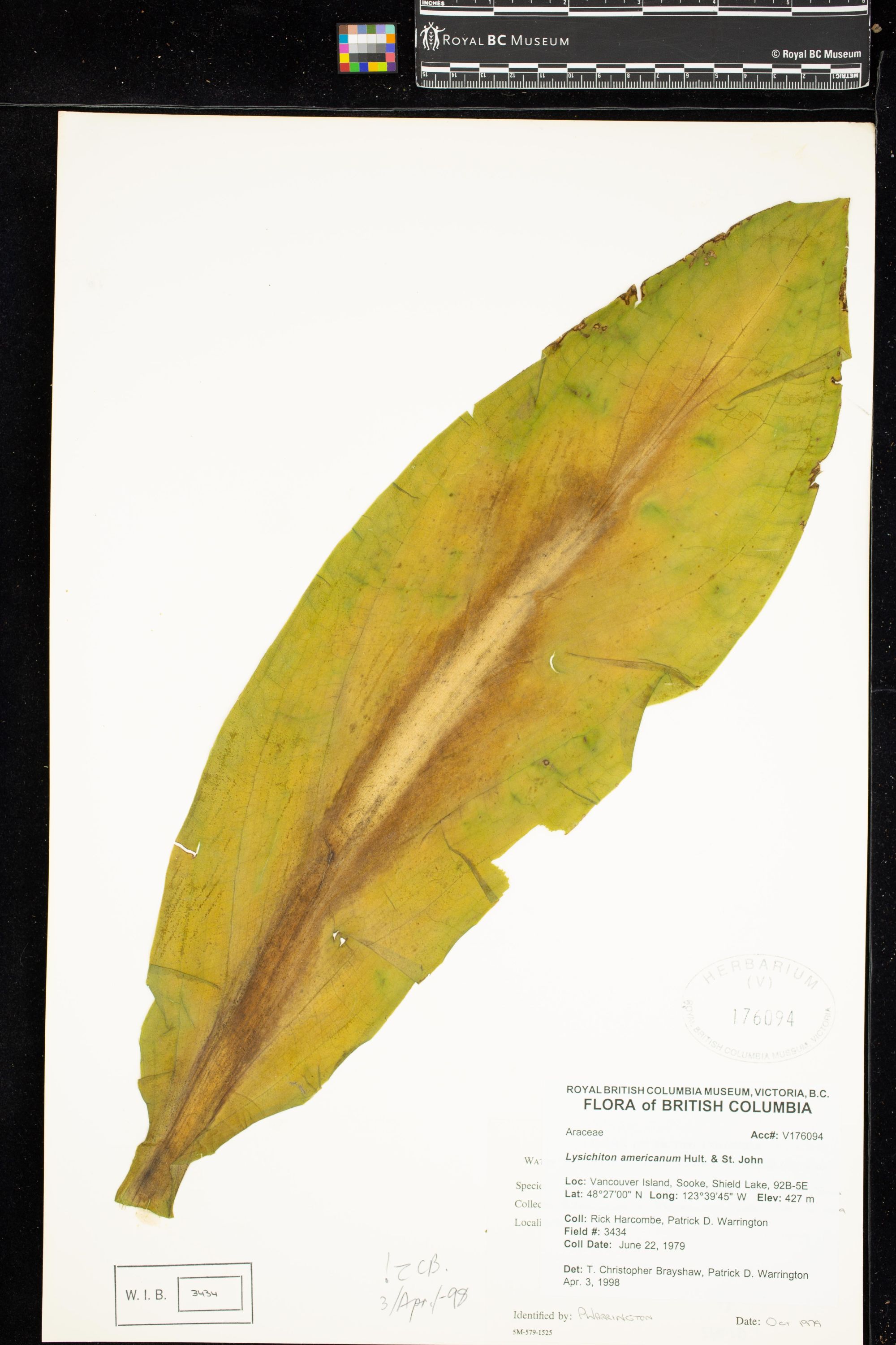 Image representing Lysichiton americanum.