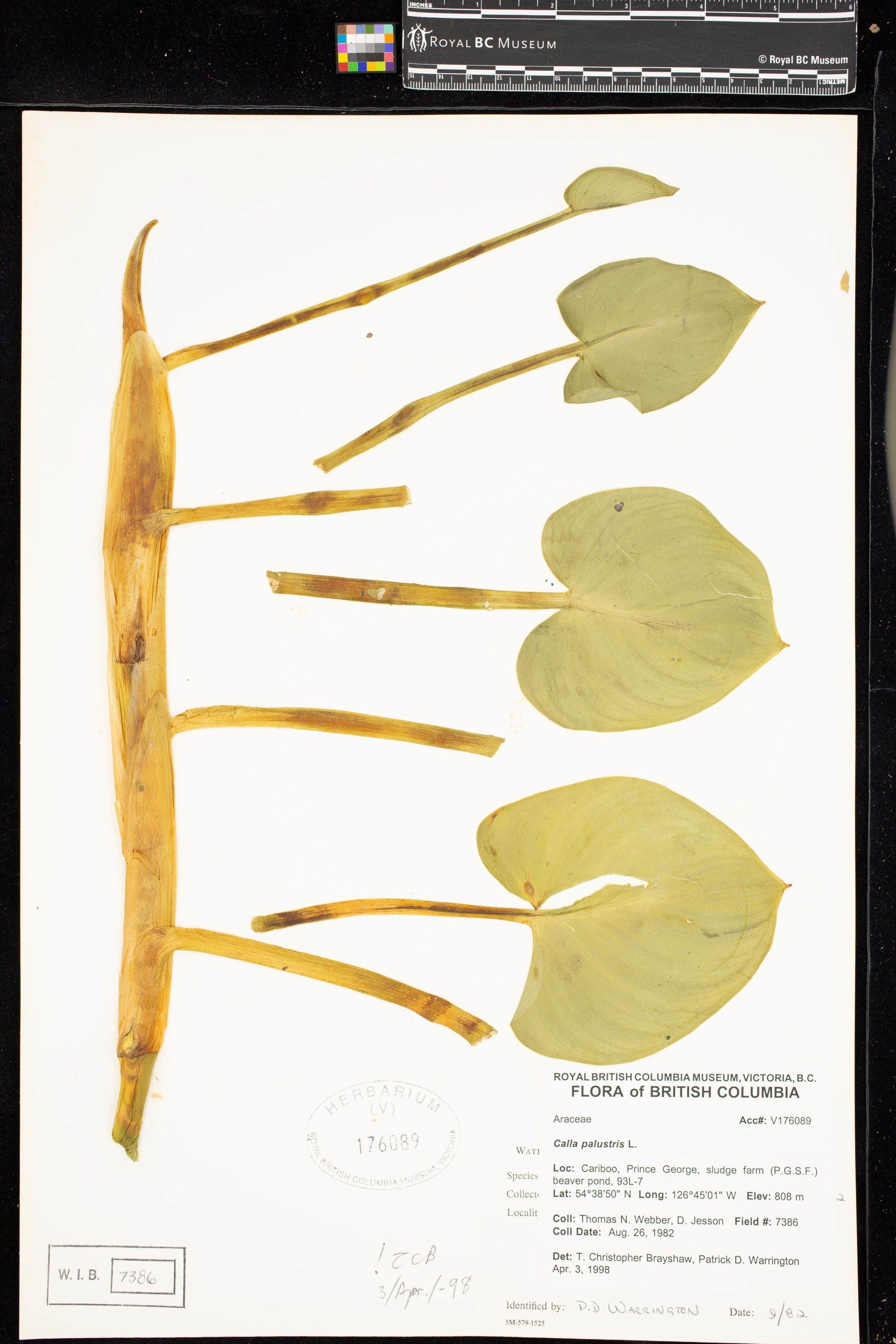 Image representing Calla palustris.