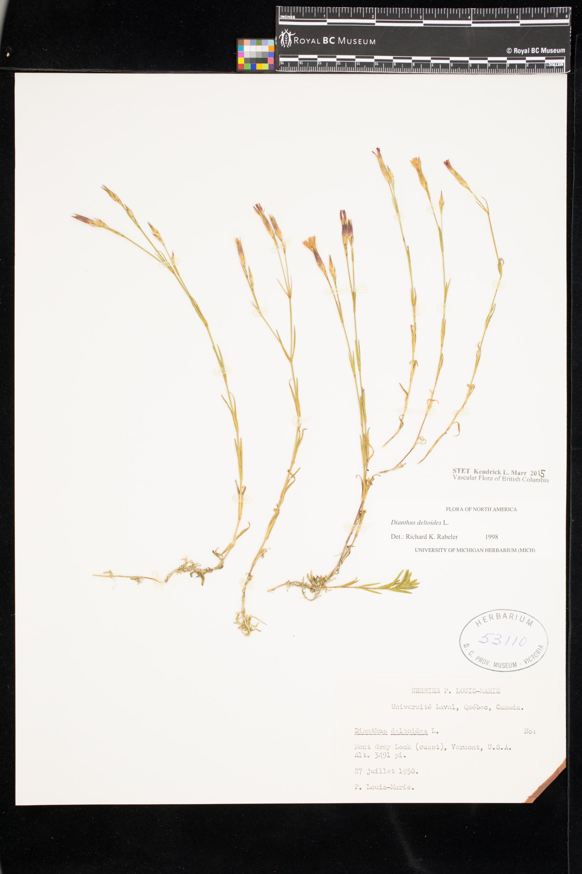 Image representing Dianthus deltoides.