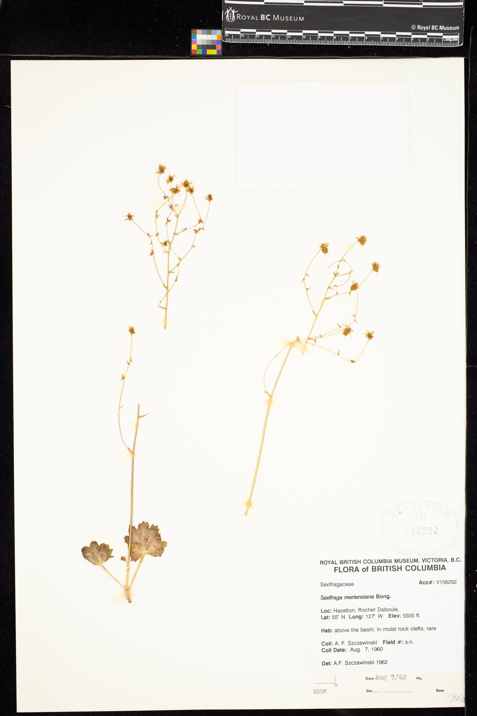 Image representing Saxifraga mertensiana.