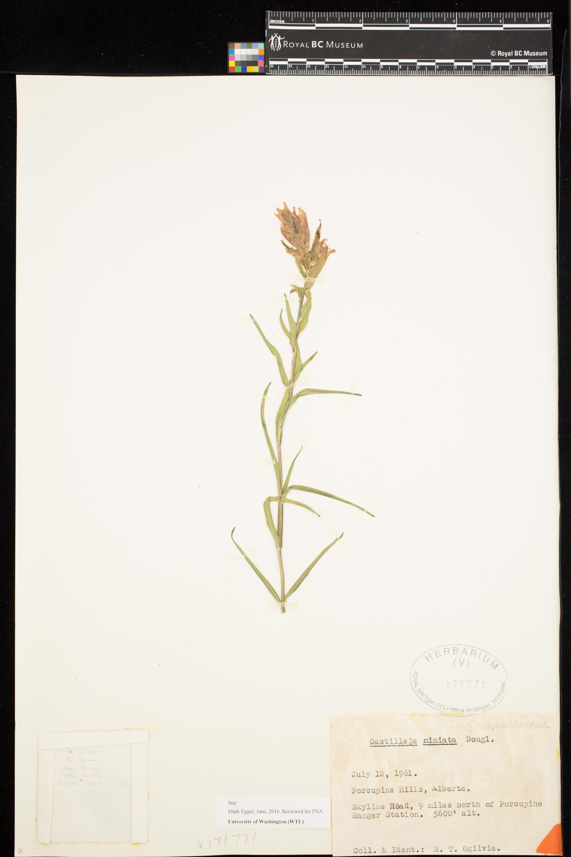 Image representing Castilleja miniata.