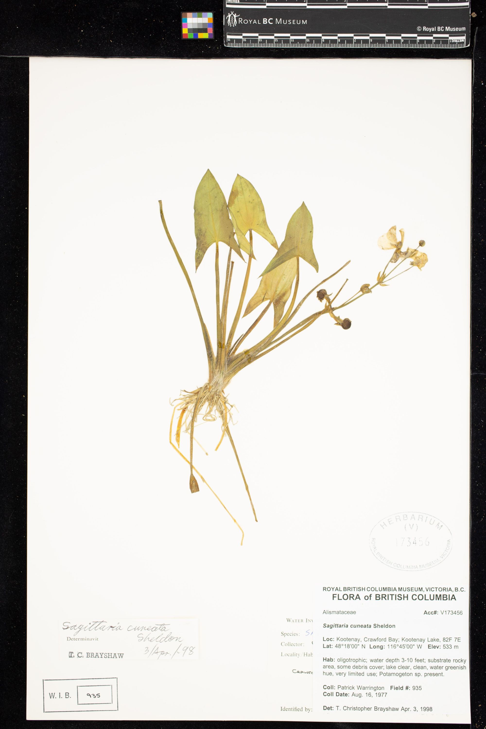 Image representing Sagittaria cuneata.