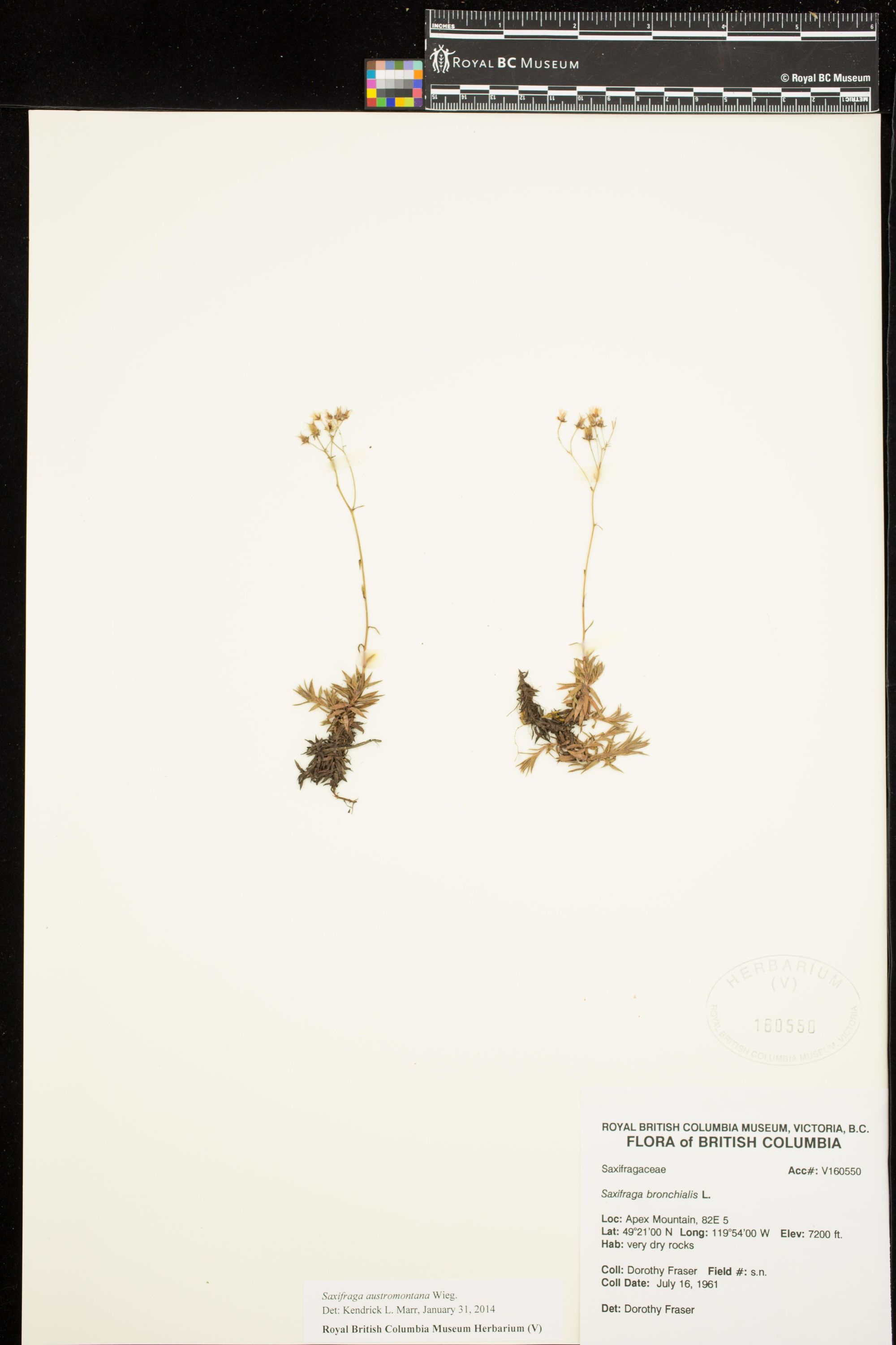 Image representing Saxifraga austromontana.