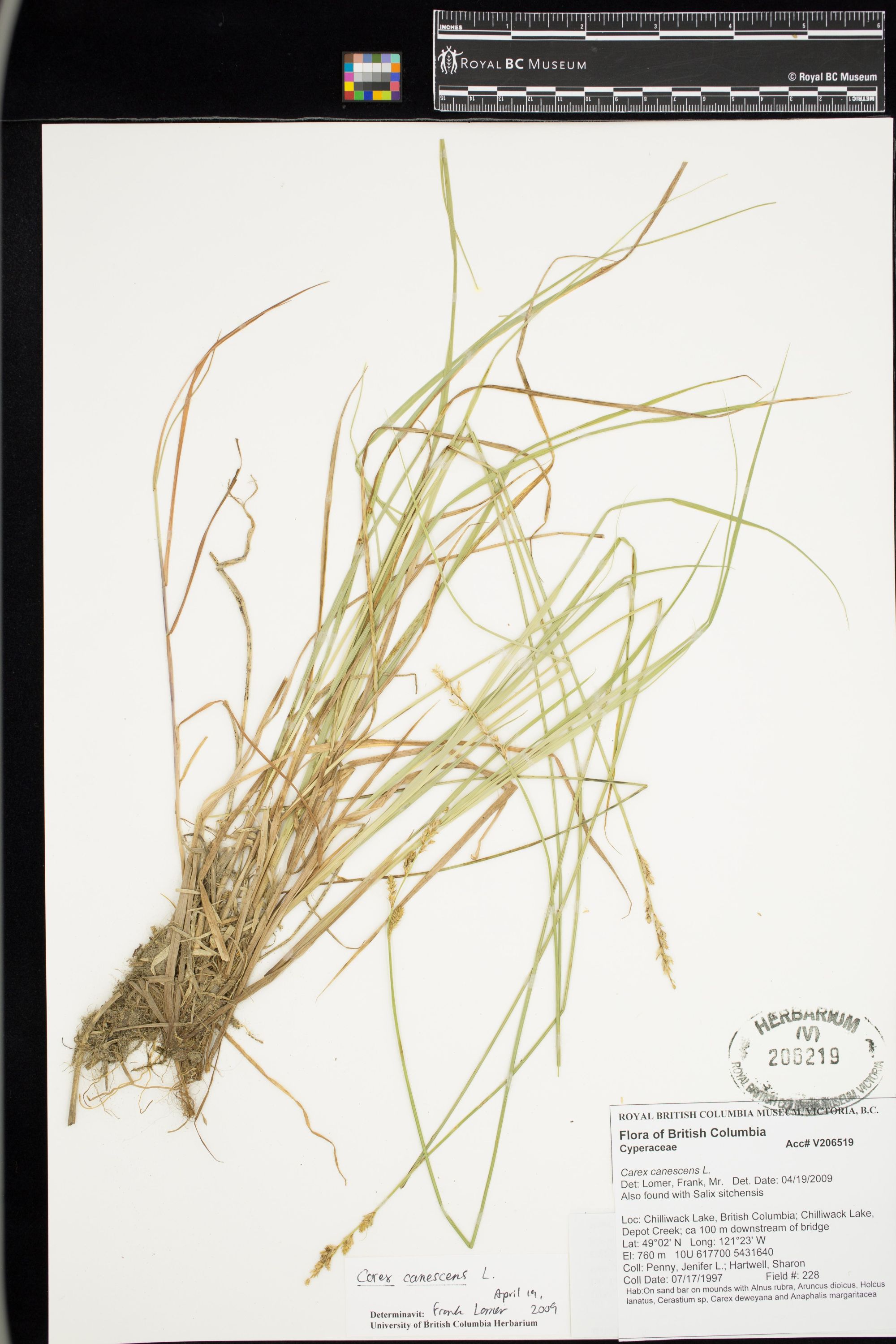 Image representing Botrychium ascendens.