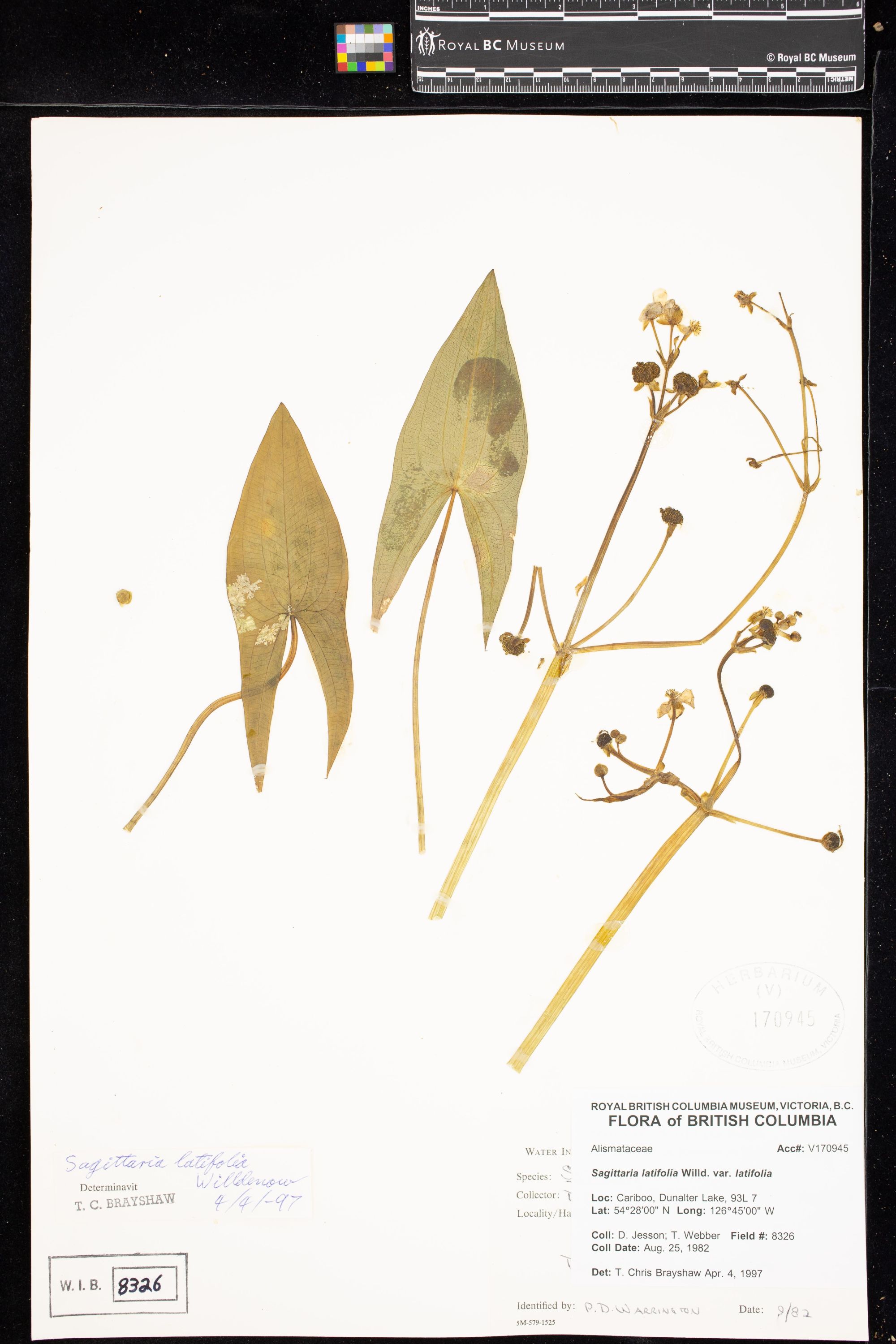 Image representing Sagittaria latifolia var. latifolia.