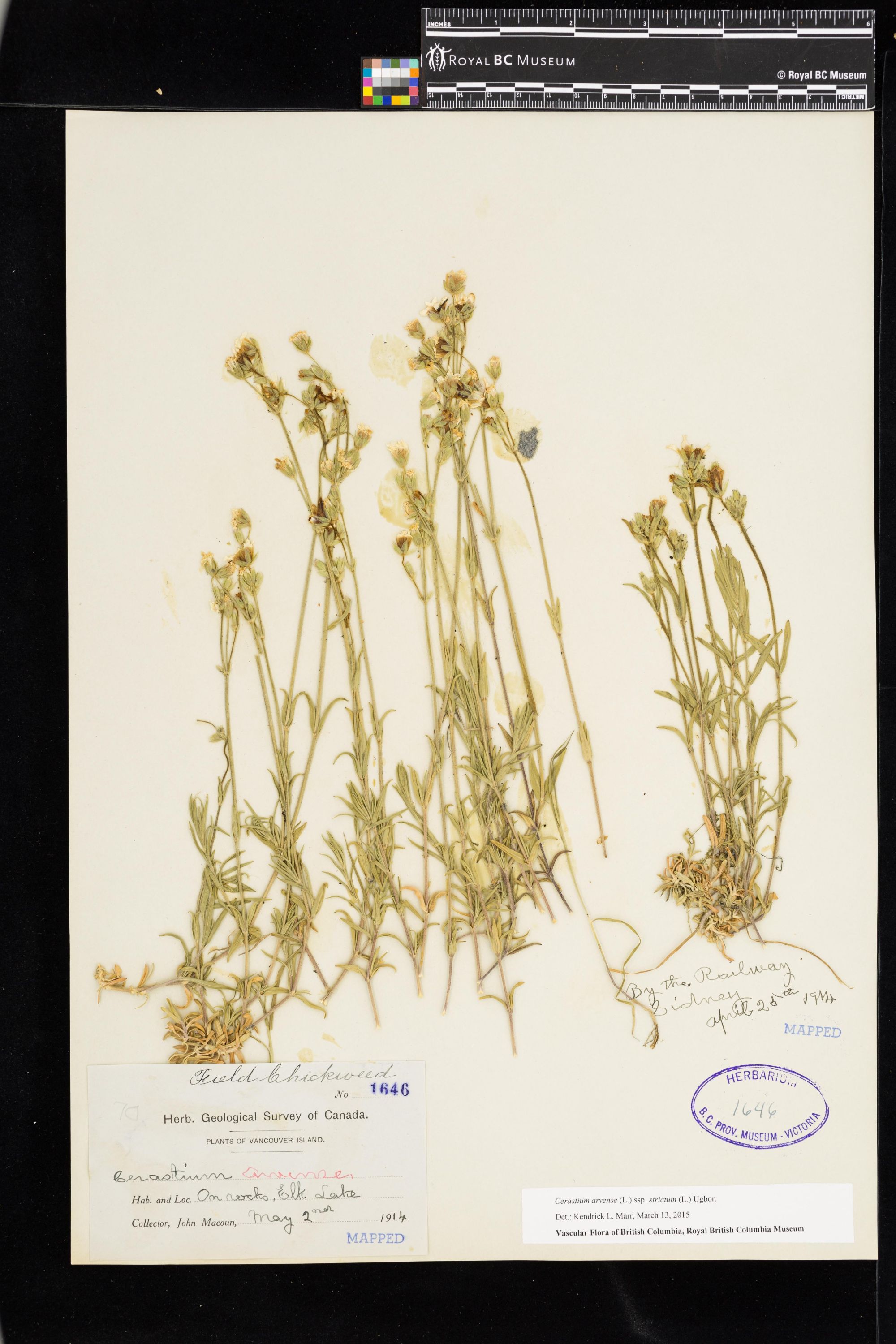 Image representing Cerastium arvense ssp. strictum.