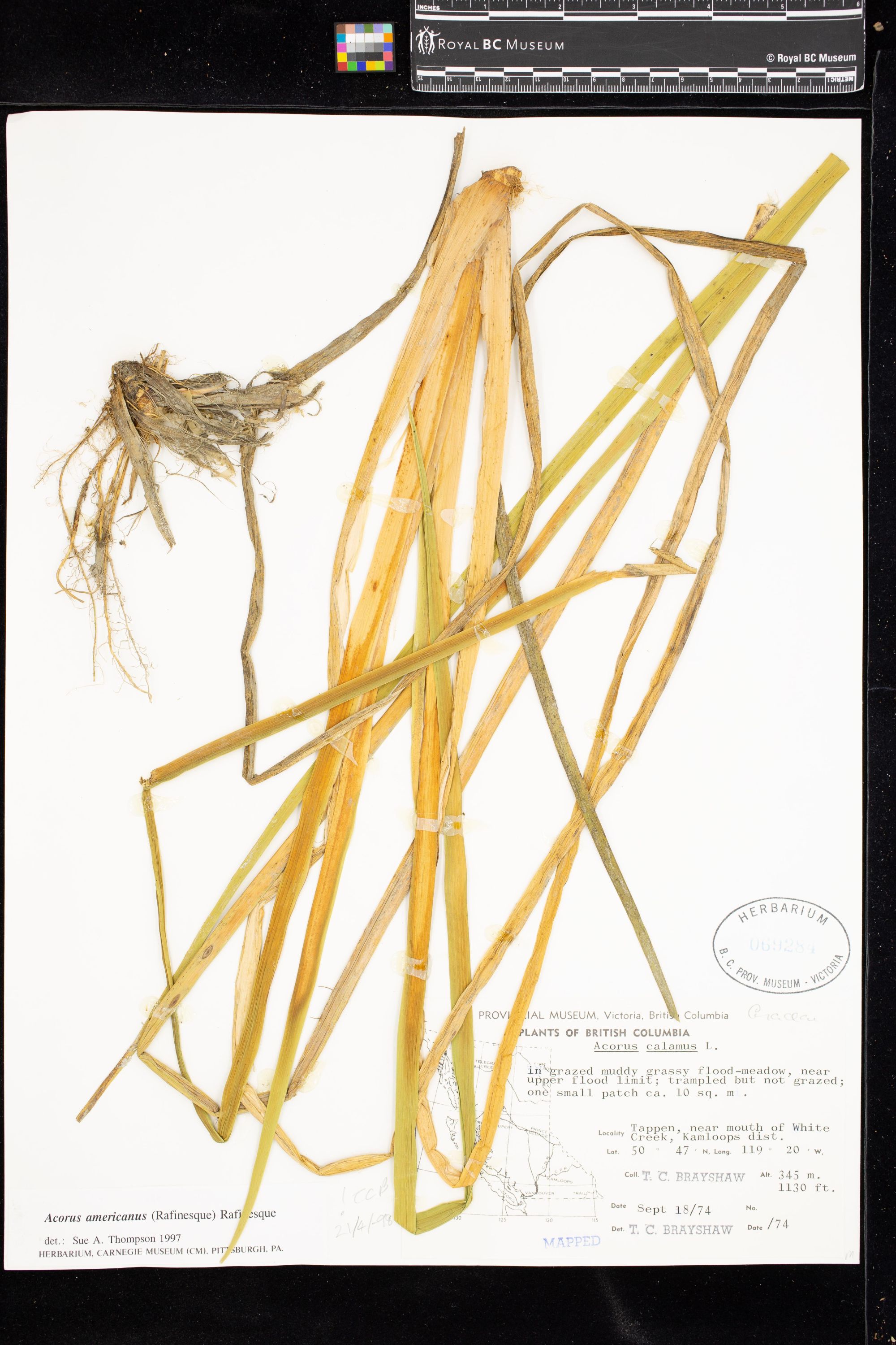 Image representing Acorus americanus.