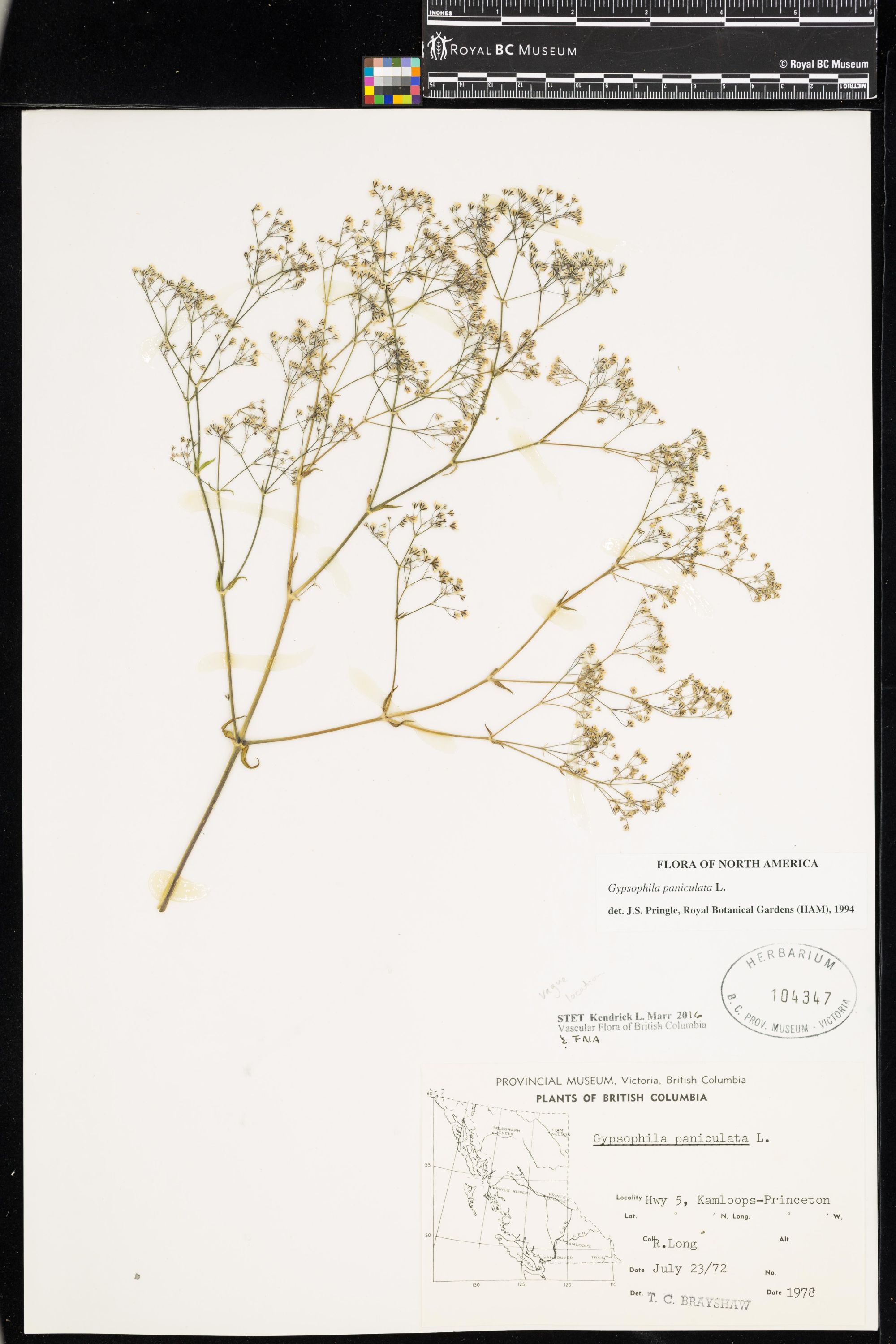 Image representing Gypsophila paniculata.