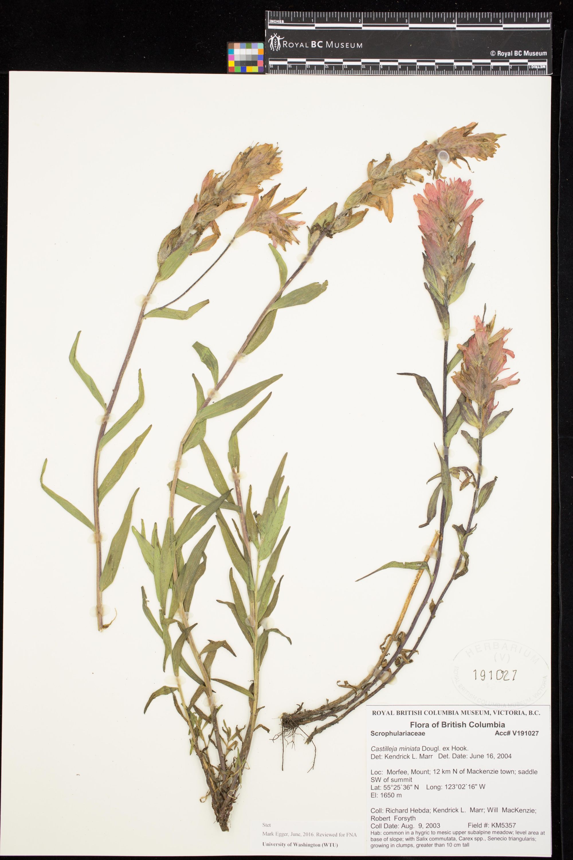 Image representing Castilleja miniata.
