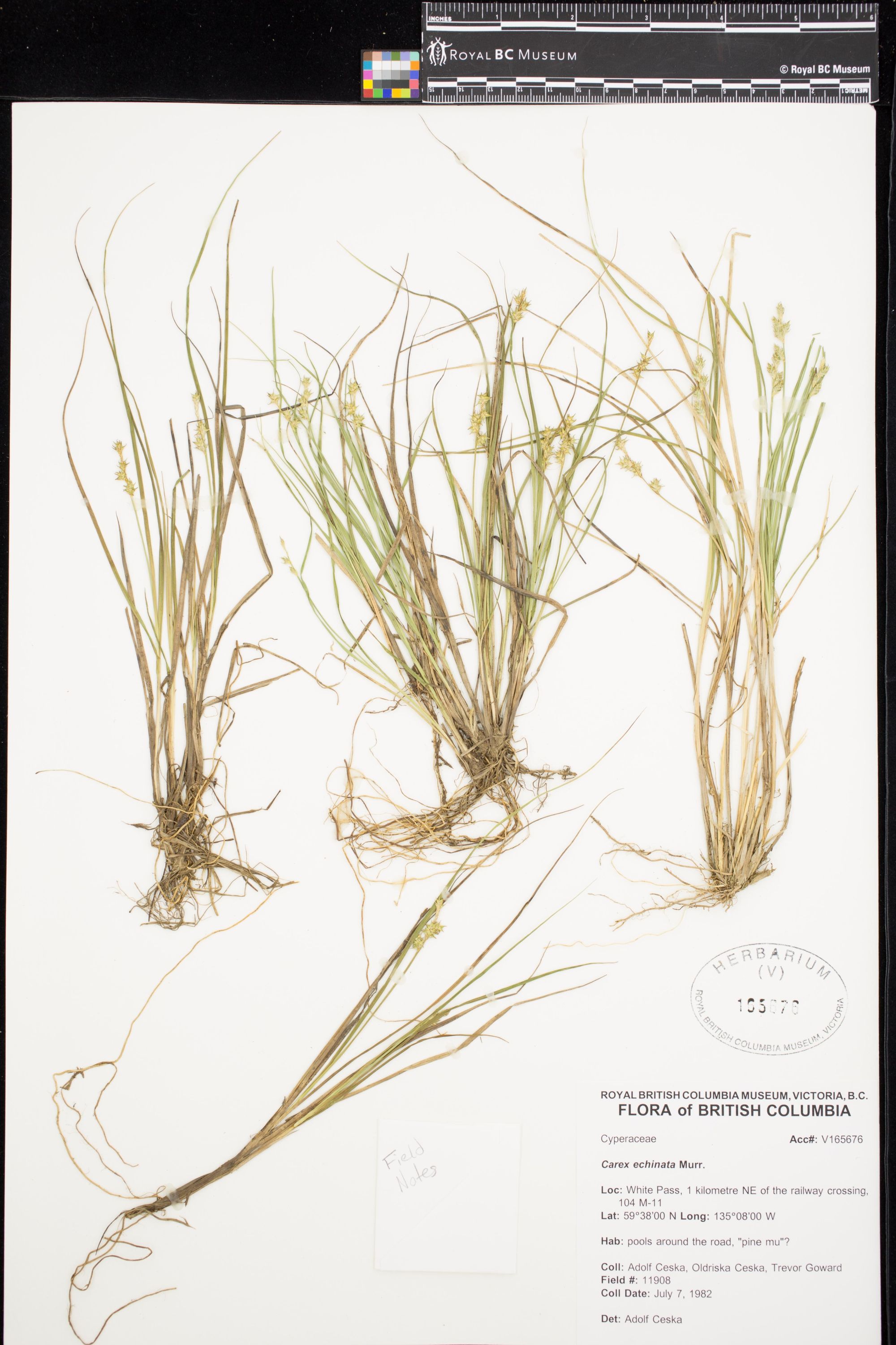 Image representing Carex echinata.