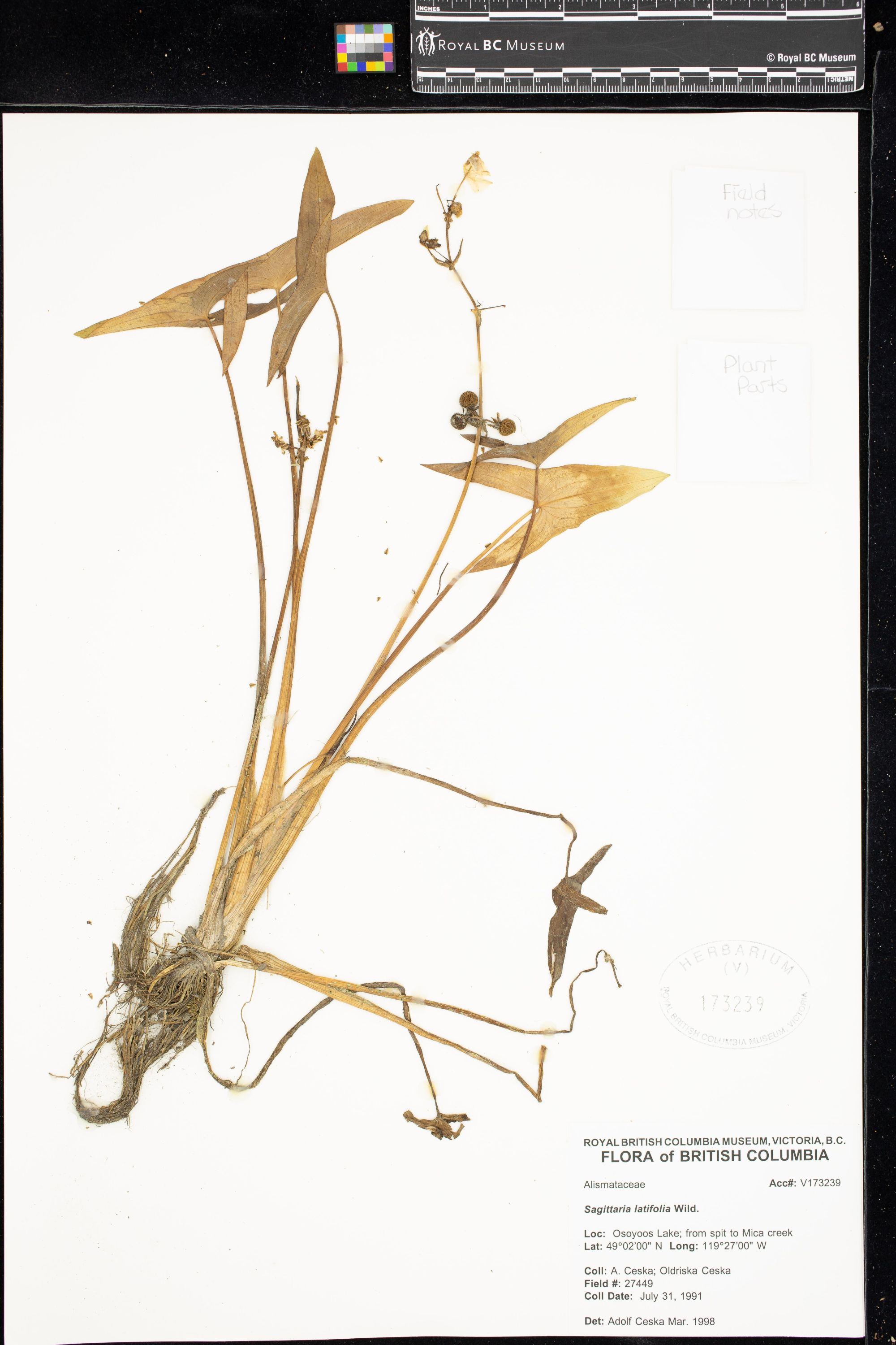 Image representing Sagittaria latifolia.