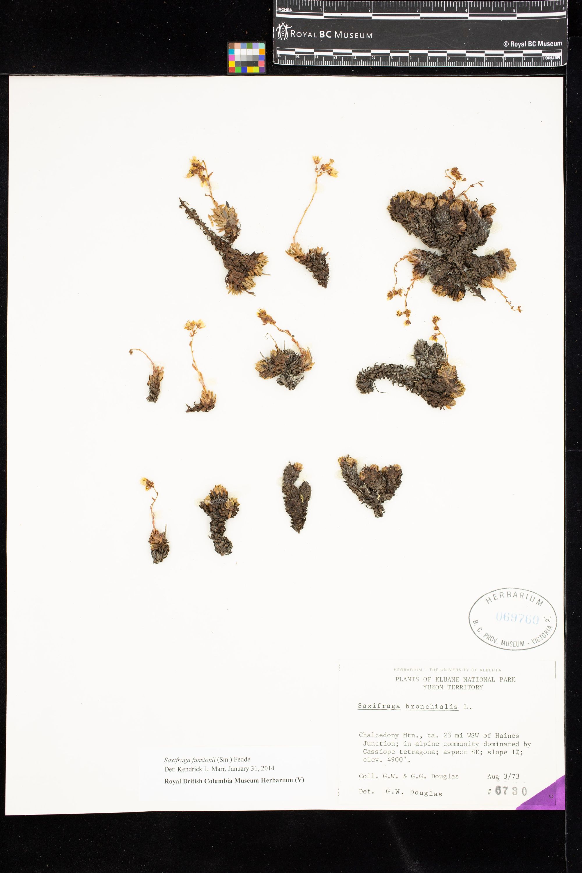 Image representing Saxifraga funstonii.