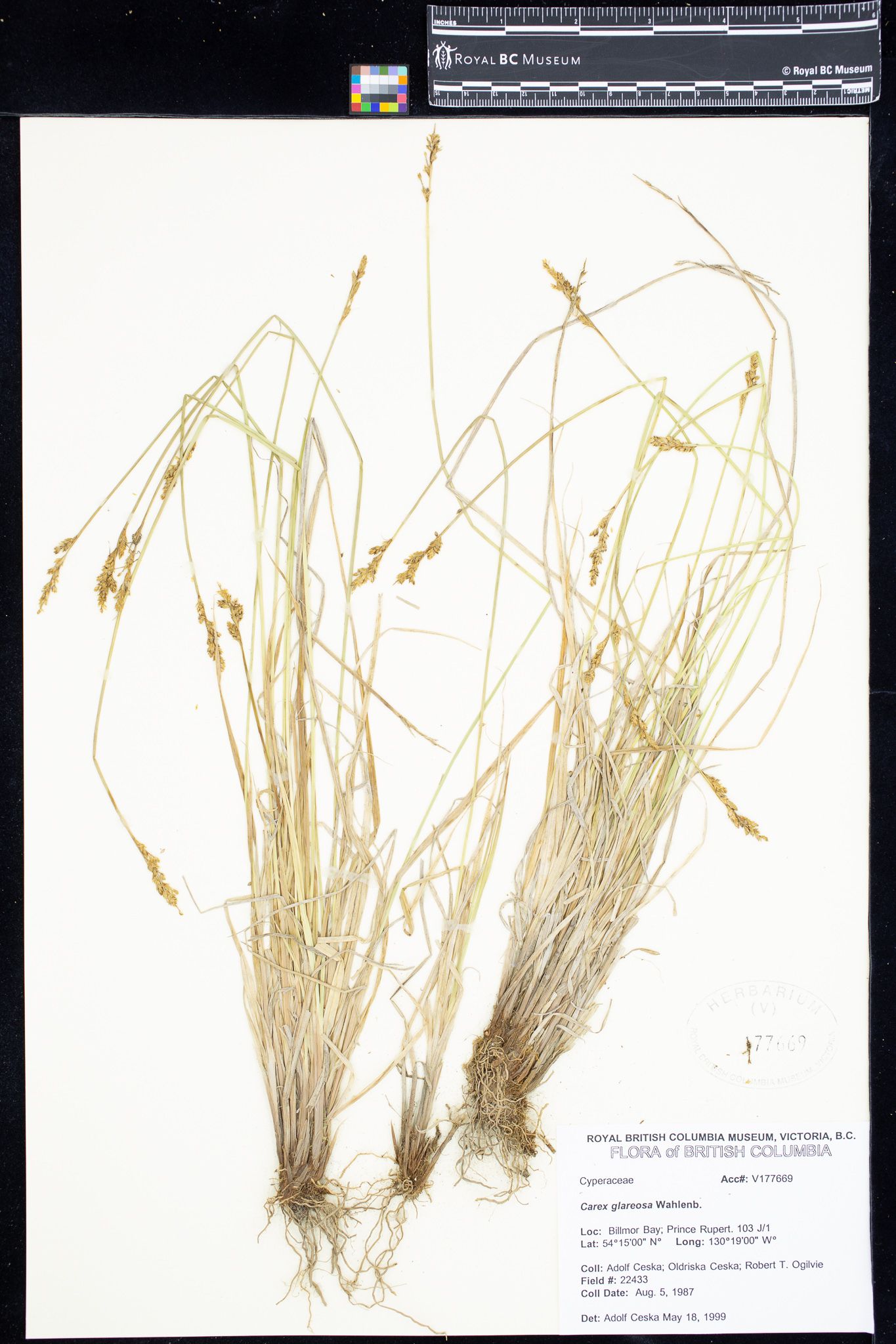 Image representing Carex glareosa.