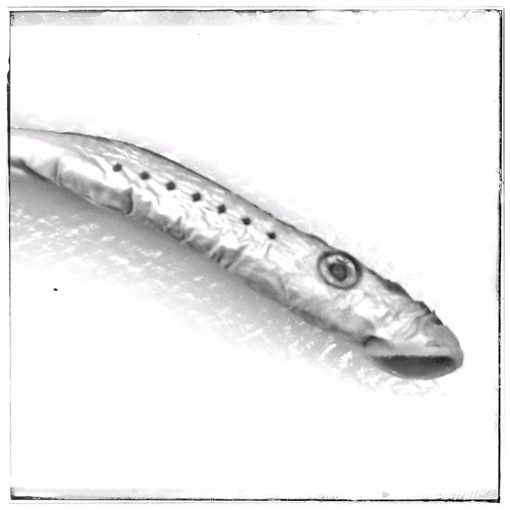 Image representing Lampetra ayresii.