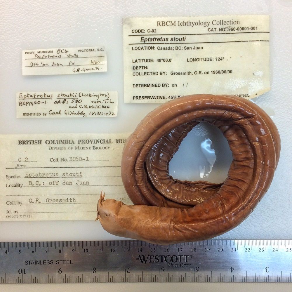 Image representing Eptatretus stoutii.