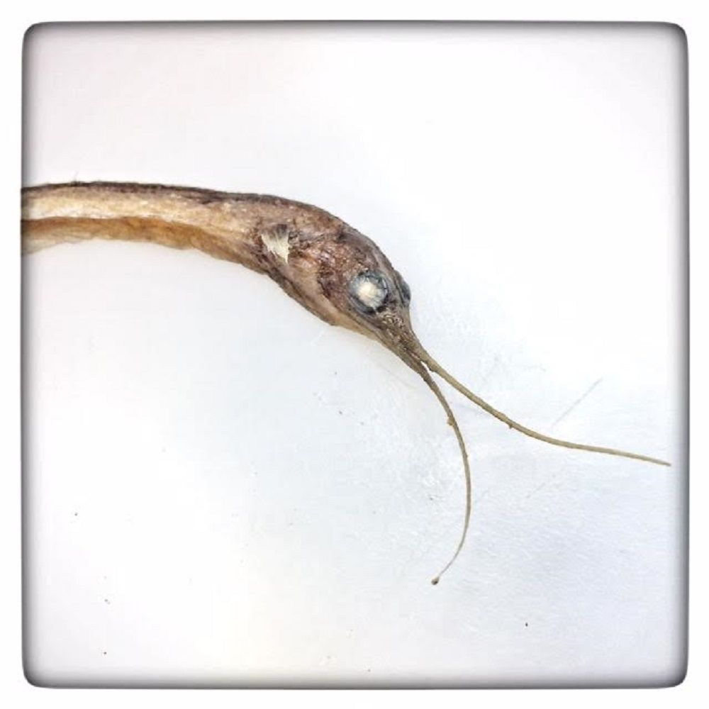 Image representing Avocettina infans.