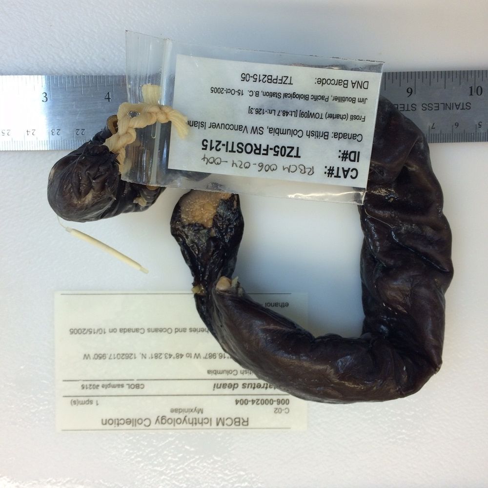 Image representing Eptatretus deani.