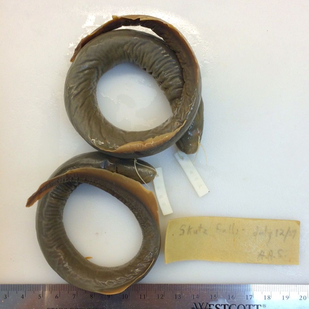 Image representing Entosphenus tridentatus.