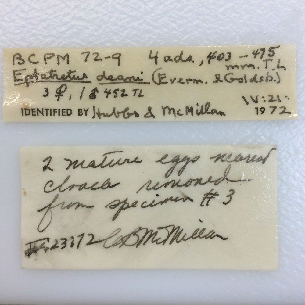 Image representing Eptatretus deani.