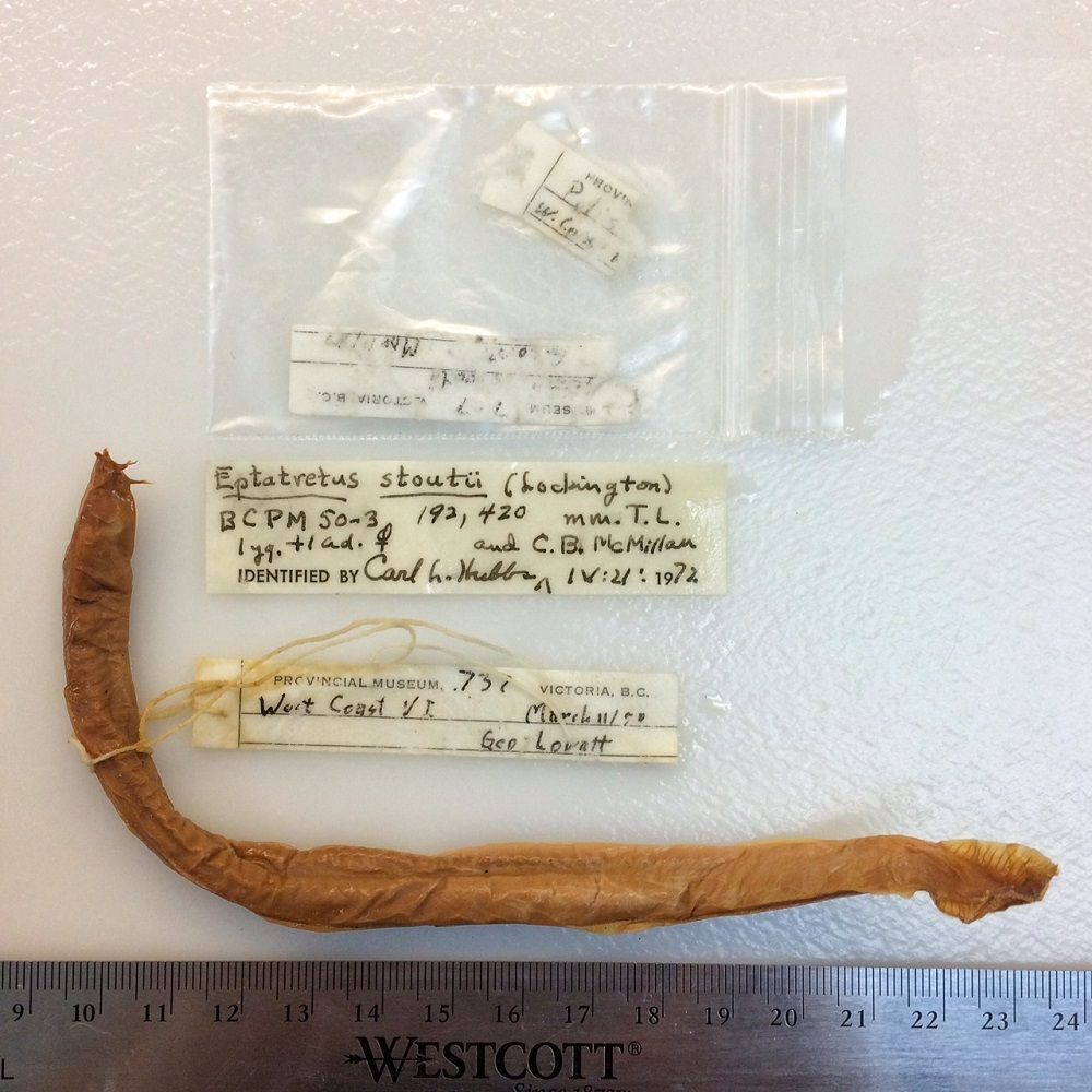 Image representing Eptatretus stoutii.