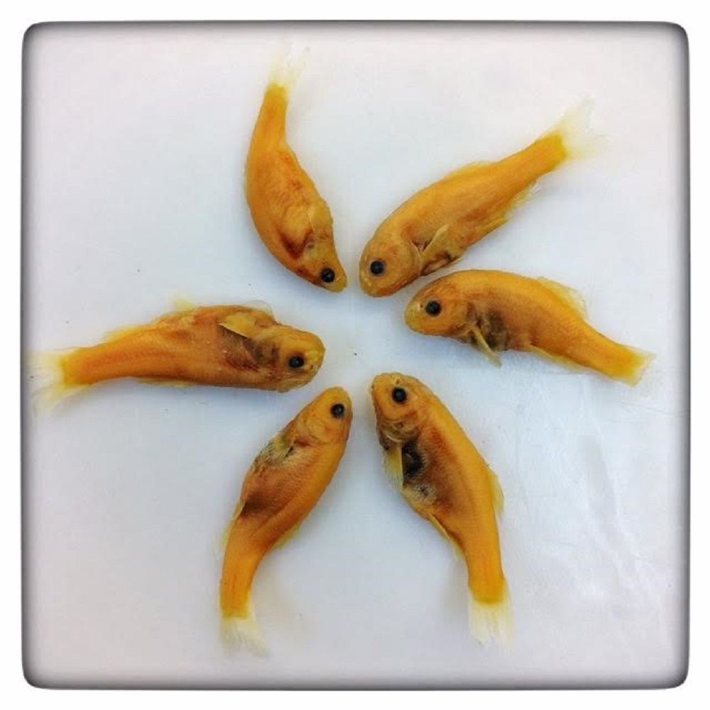 Image representing Pimephales promelas.