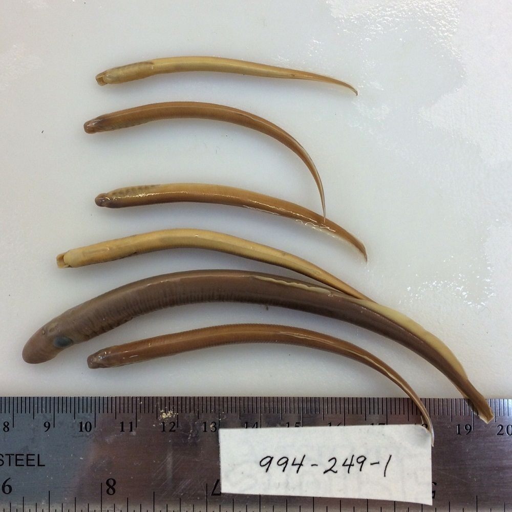 Image representing Entosphenus tridentatus.