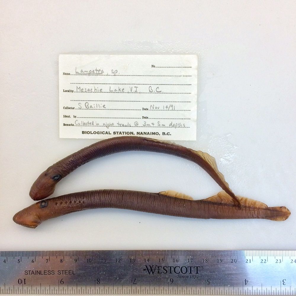 Image representing Entosphenus macrostomus.