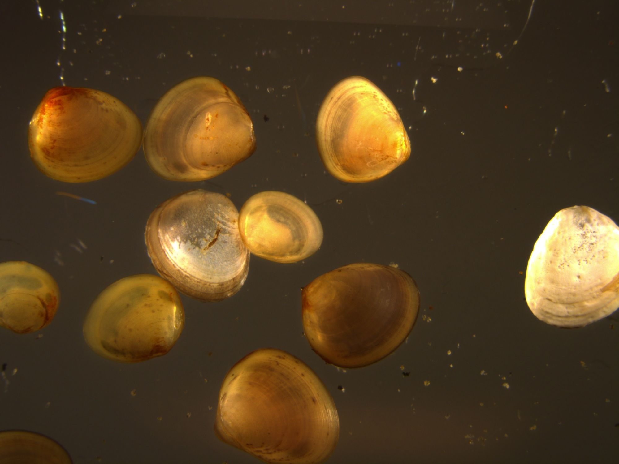 Image representing Pisidium compressum.