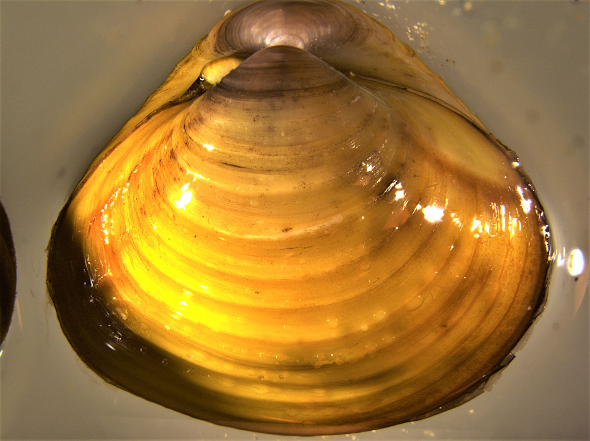Image representing Corbicula fluminea.