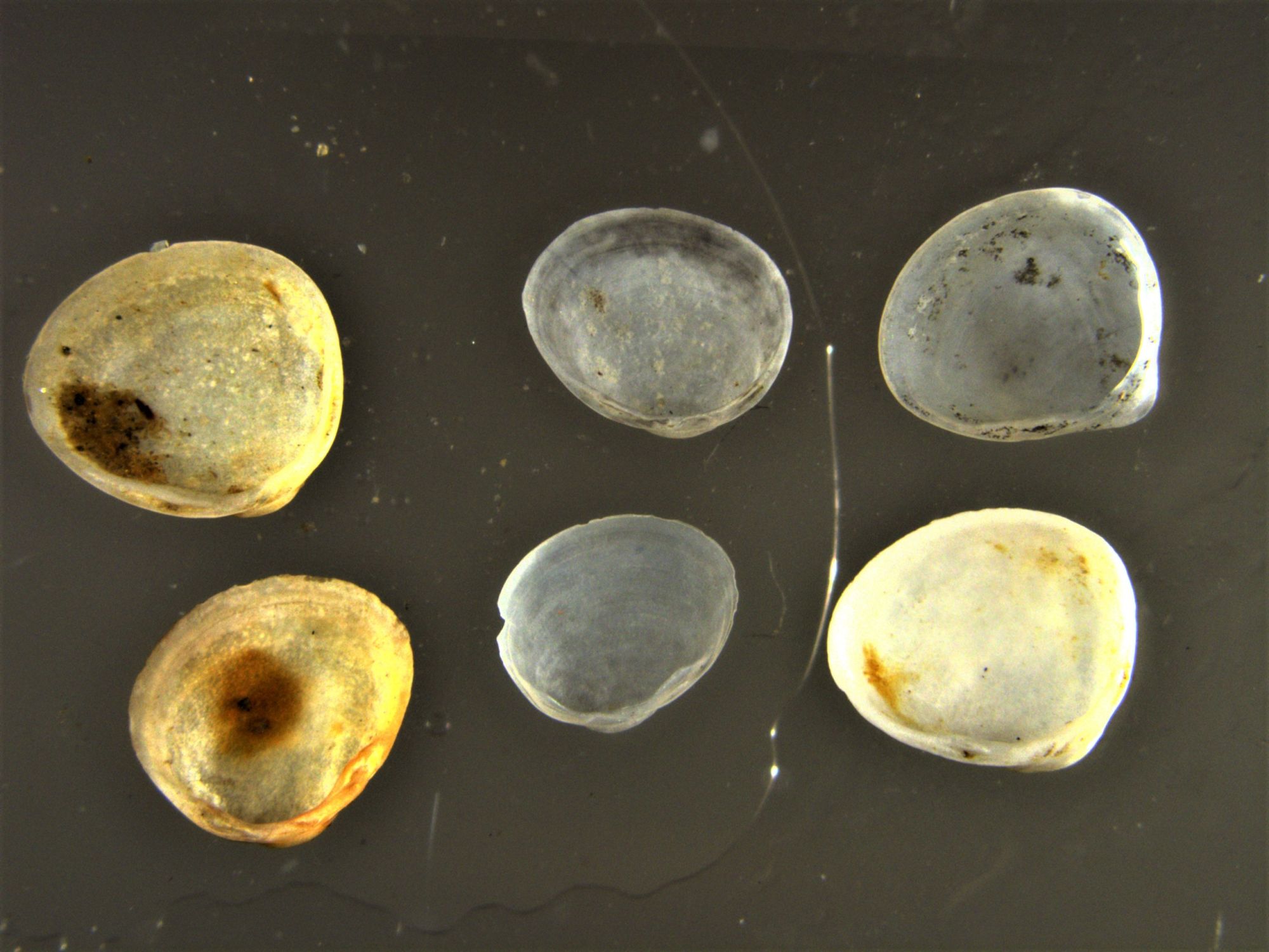 Image representing Pisidium variabile.