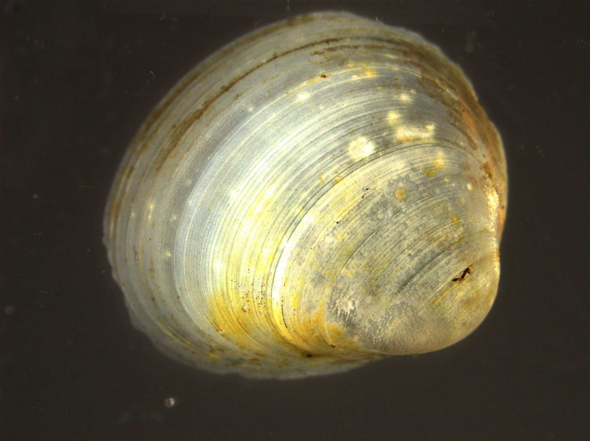 Image representing Corbicula fluminea.