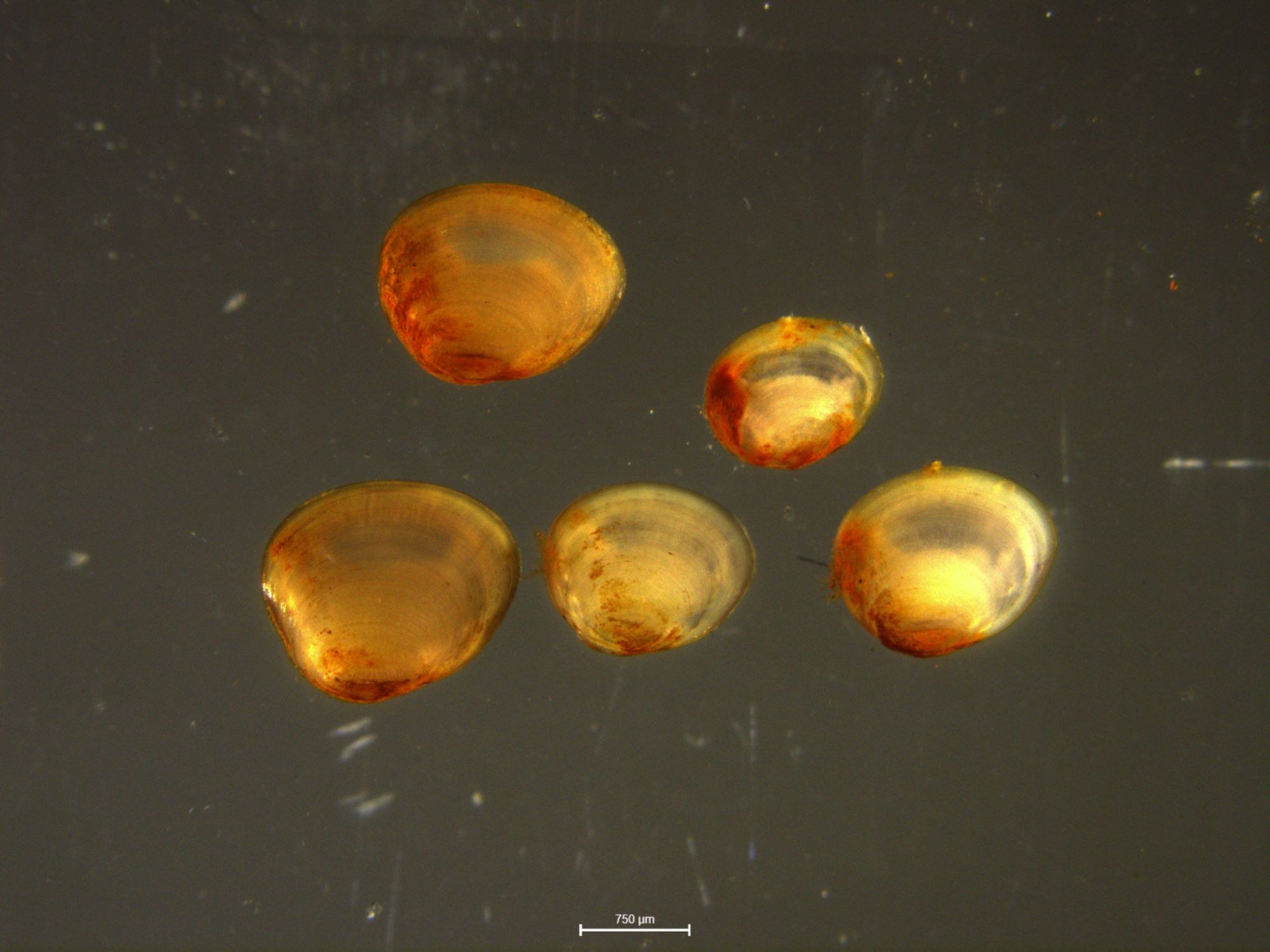 Image representing Pisidium compressum.