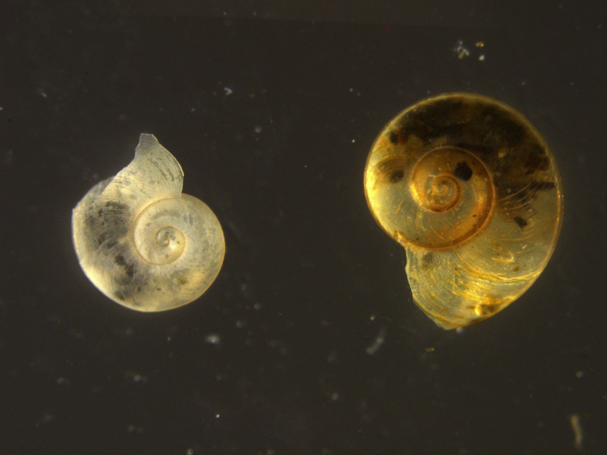 Image representing Gyraulus parvus.