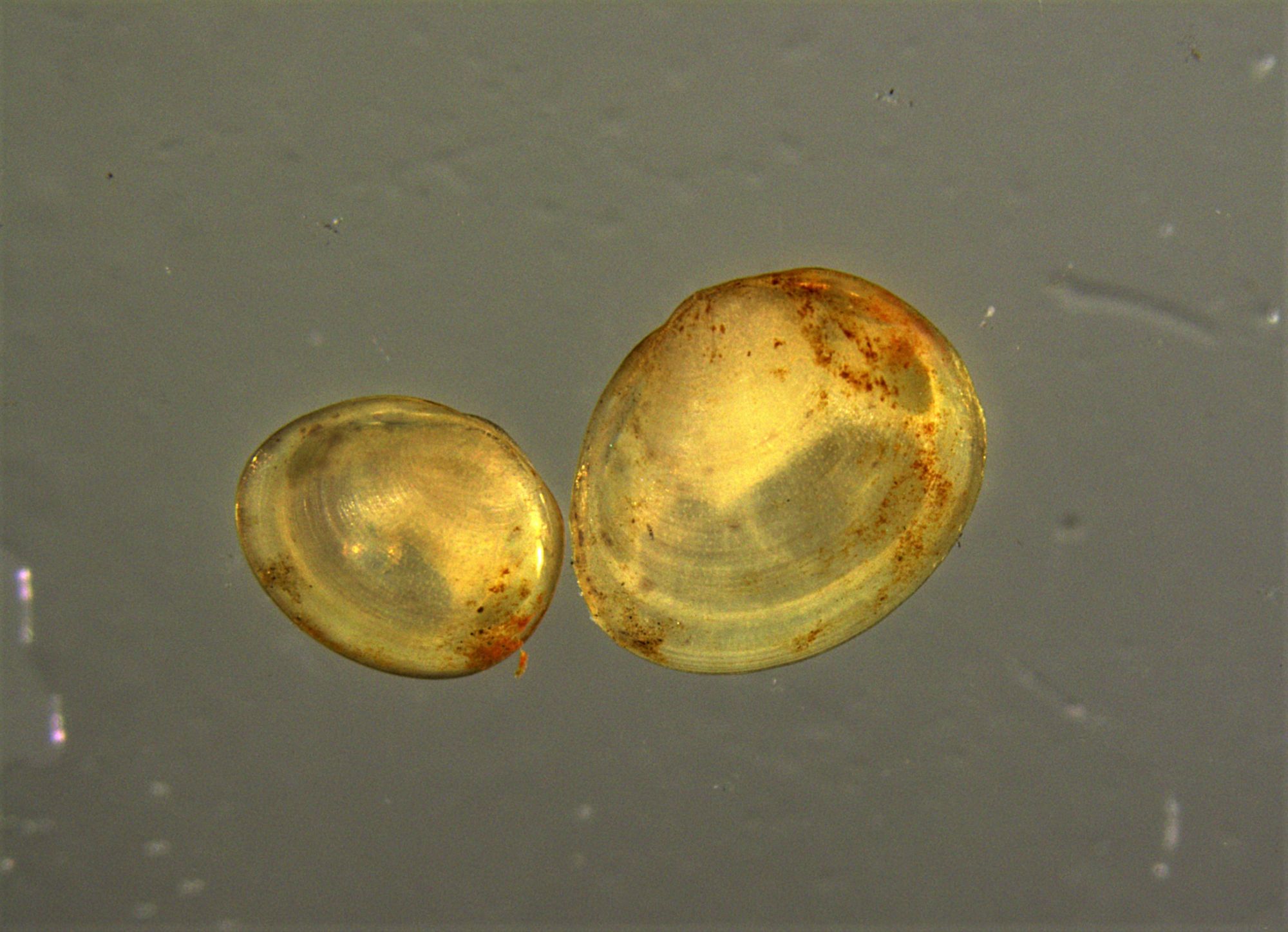 Image representing Pisidium compressum.