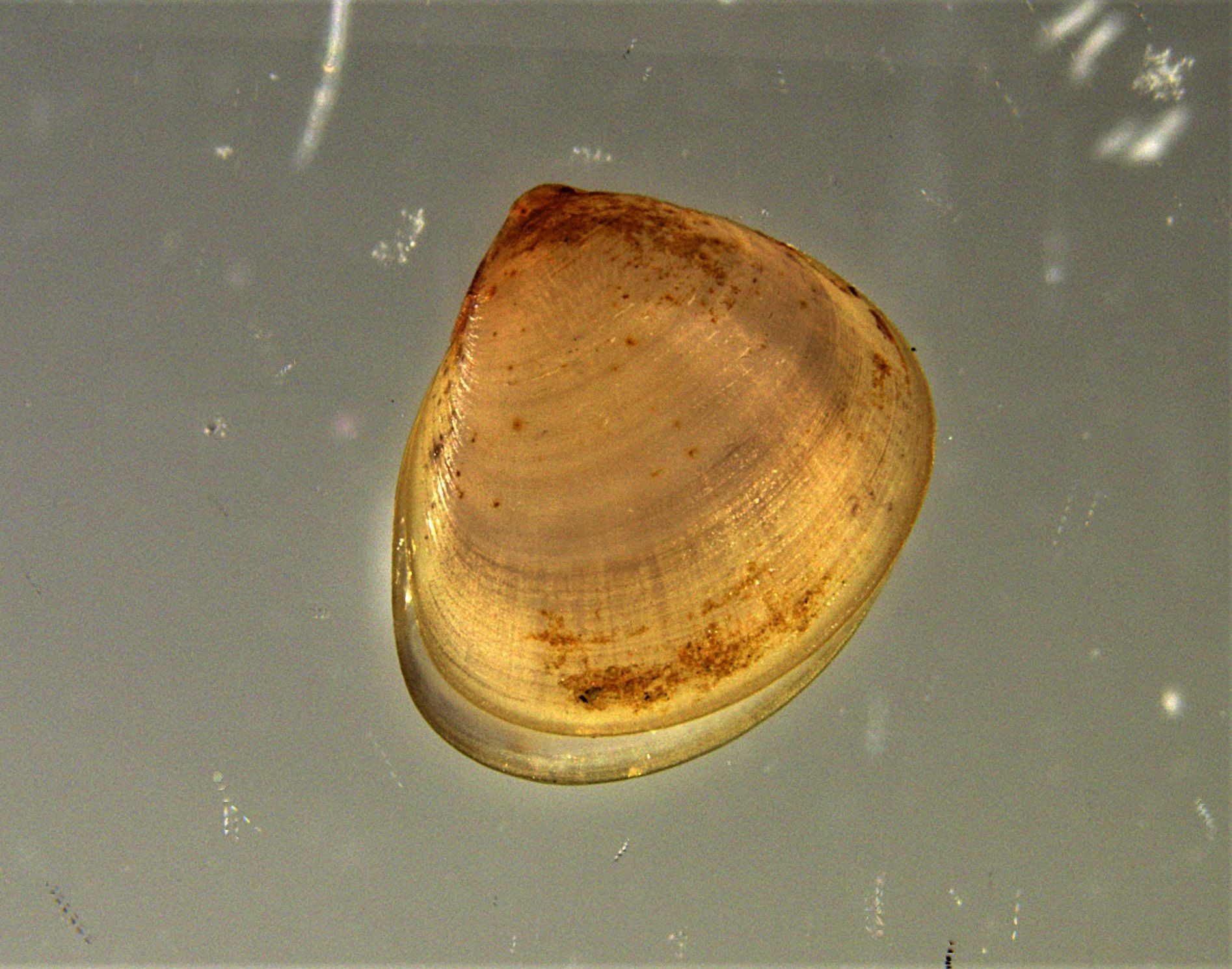 Image representing Pisidium compressum.