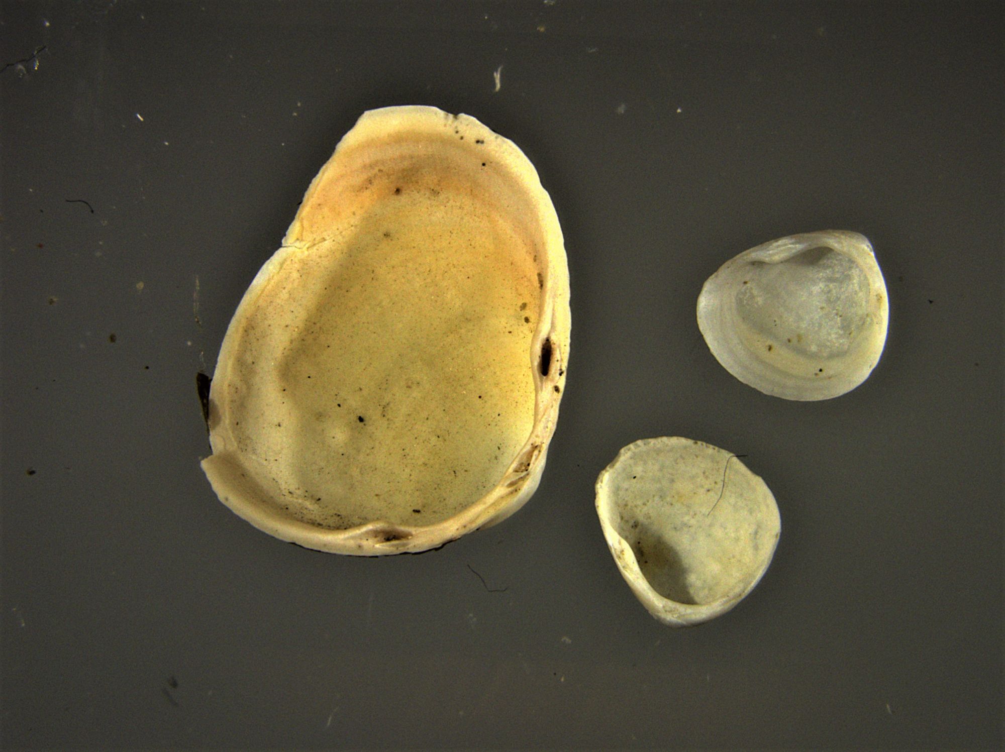 Image representing Pisidium compressum.